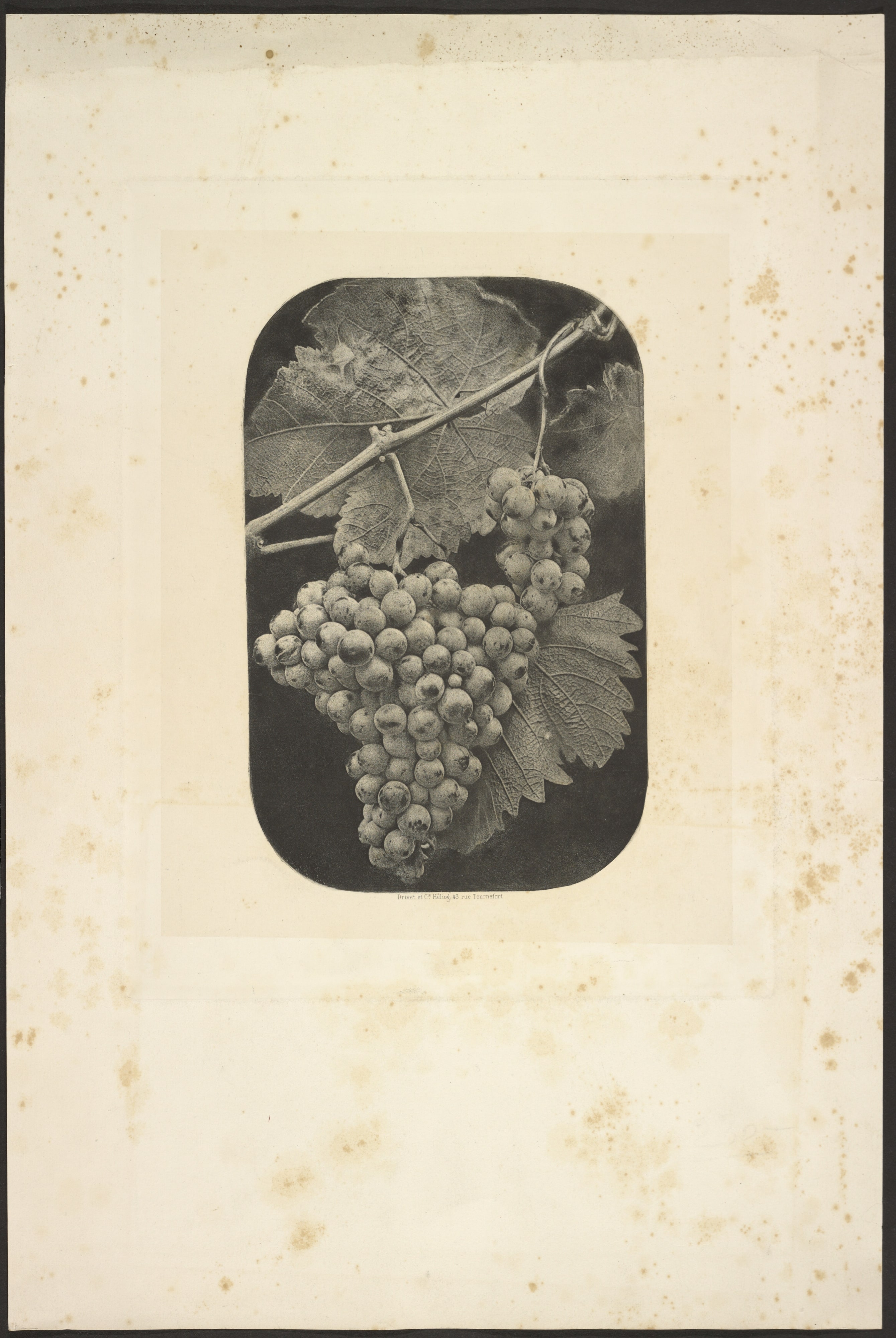 [Grape Cluster]