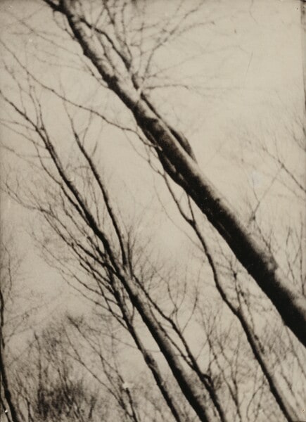 [Baum als Wald, Frühjahr ohne Blätter, Kamera-Bewegung (Tree as Forest, Spring without Leaves, Camera Movement)