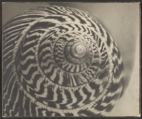 [Study of a Shell]