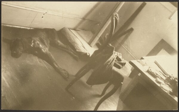 [Dog on Studio Floor]