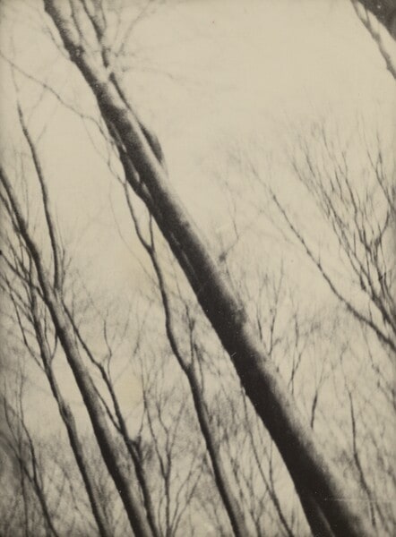 Baum als Wald, Frühjahr ohne Blätter, Kamera-Bewegung (Tree as Forest, Spring without Leaves, Camera Movement)