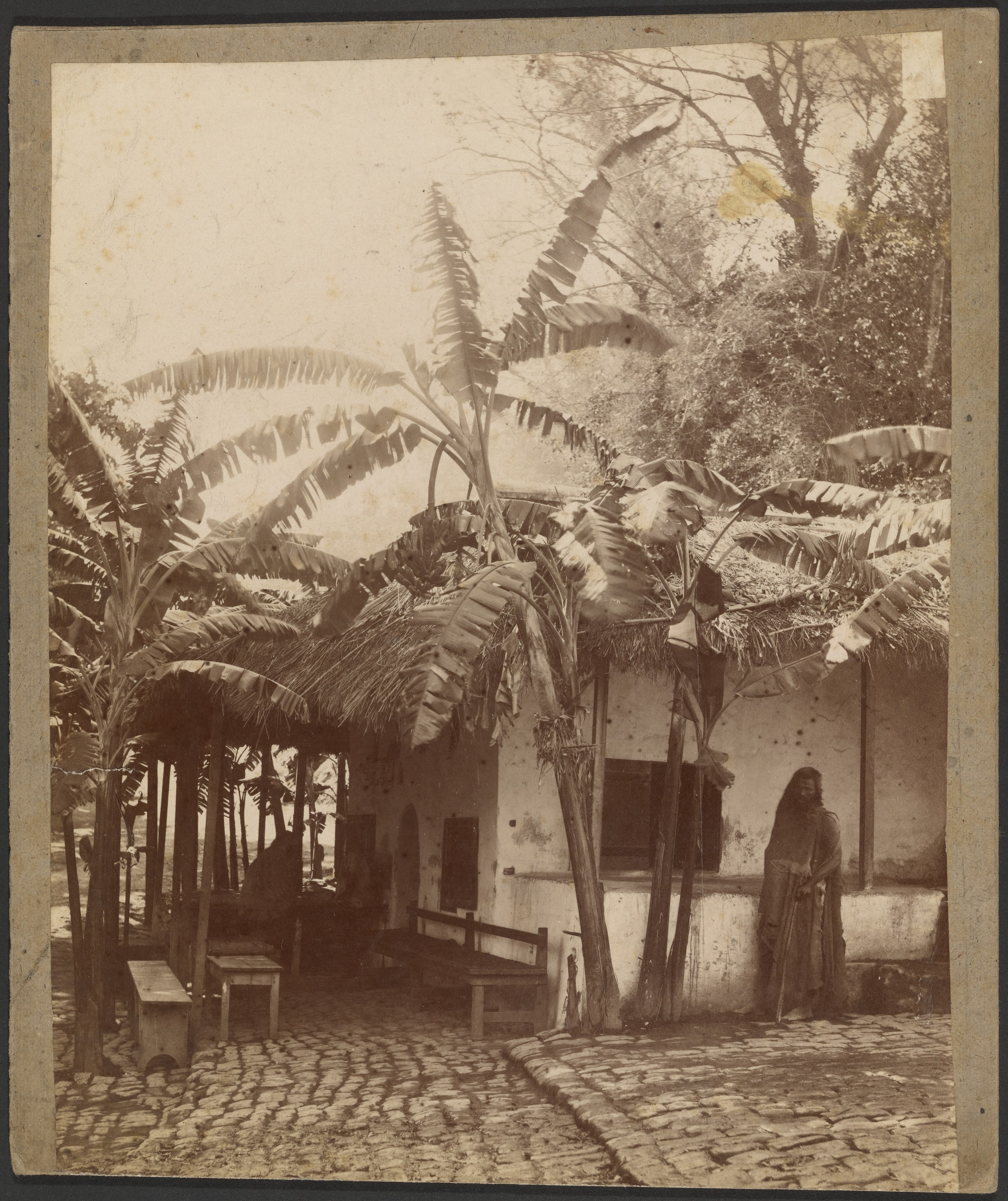 [House with palm trees]