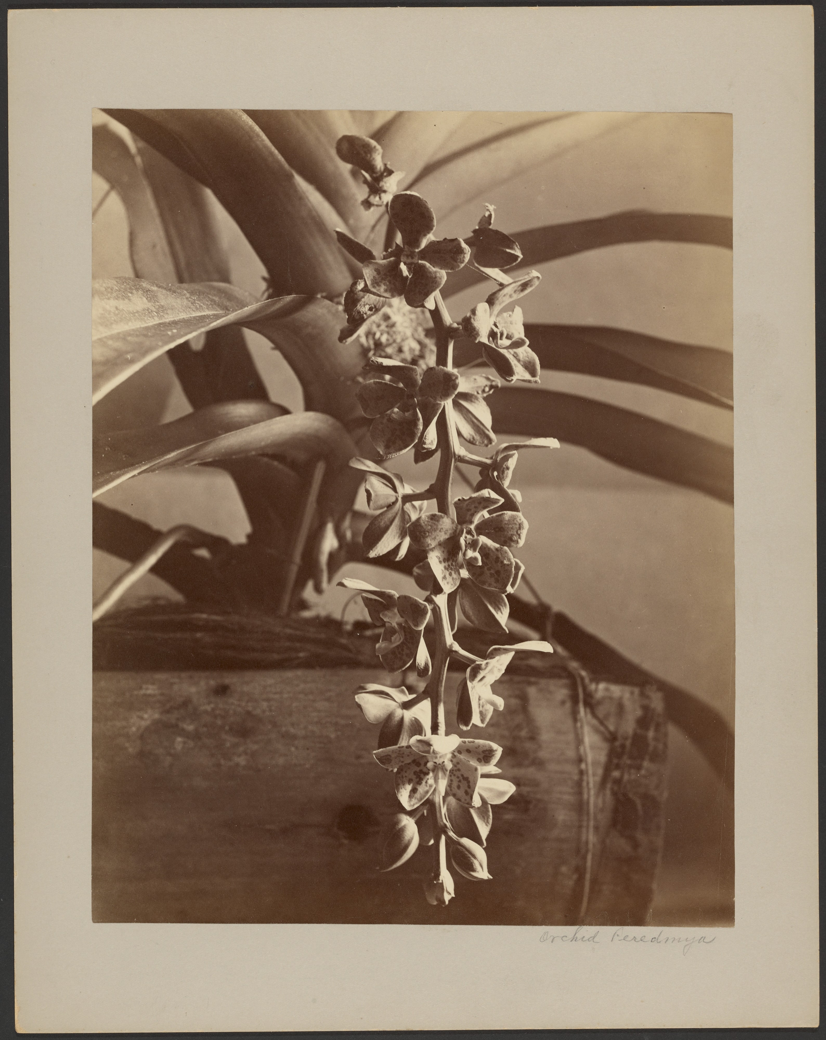 Orchids, Ceylon