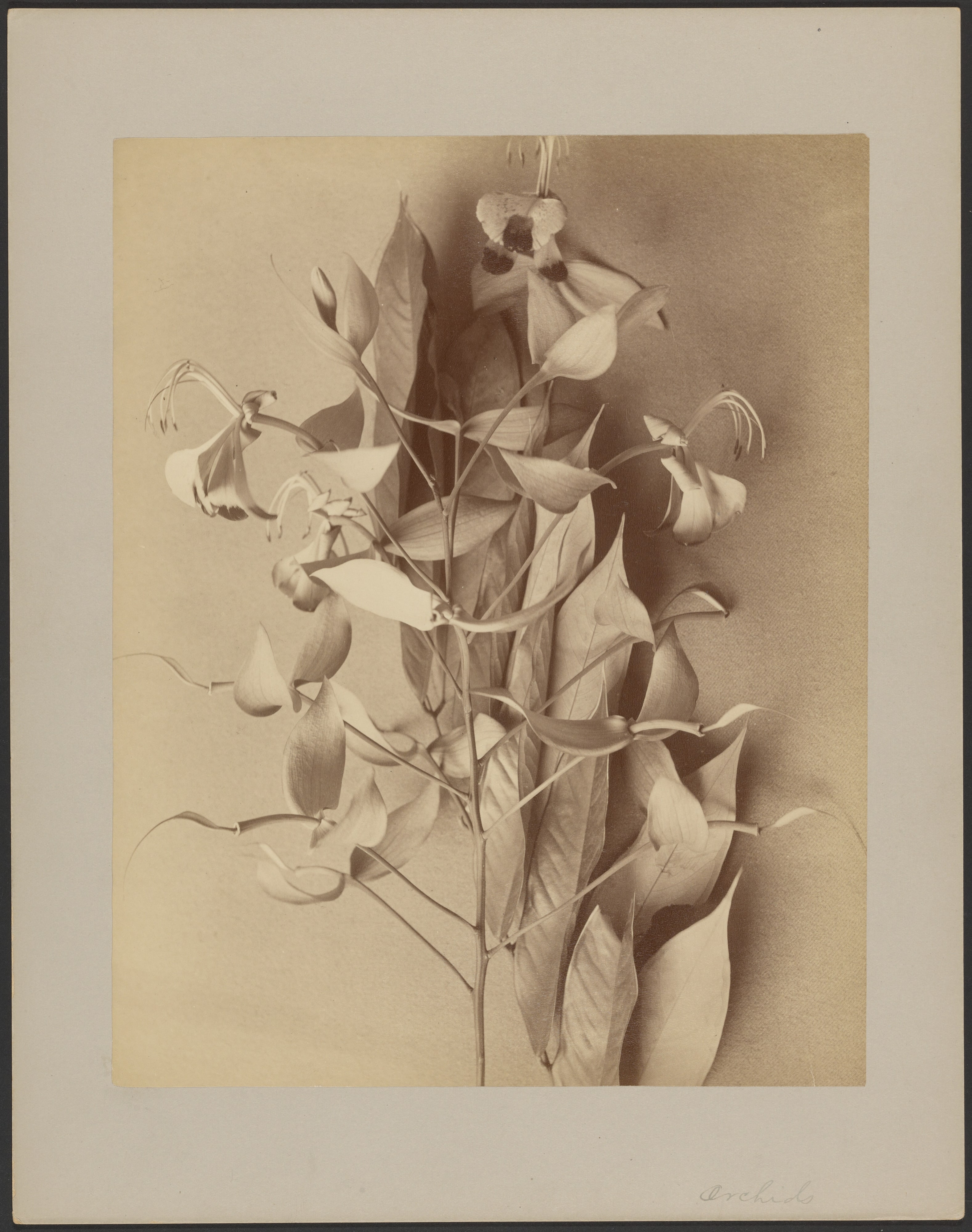 [Orchids]