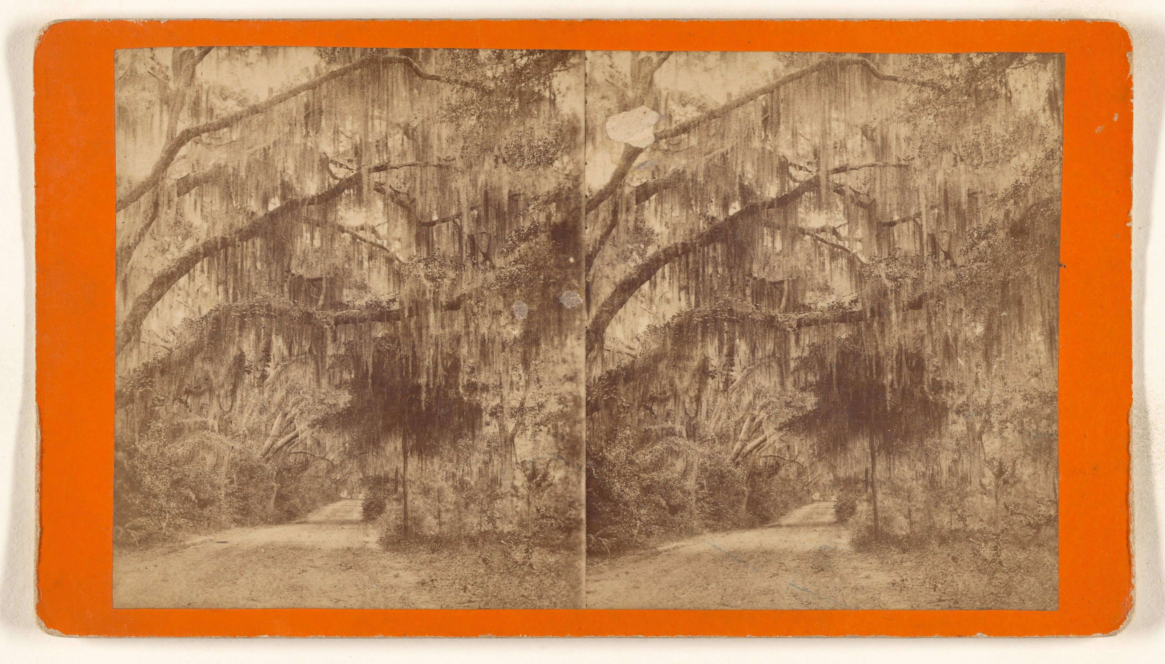 [Moss-covered trees]