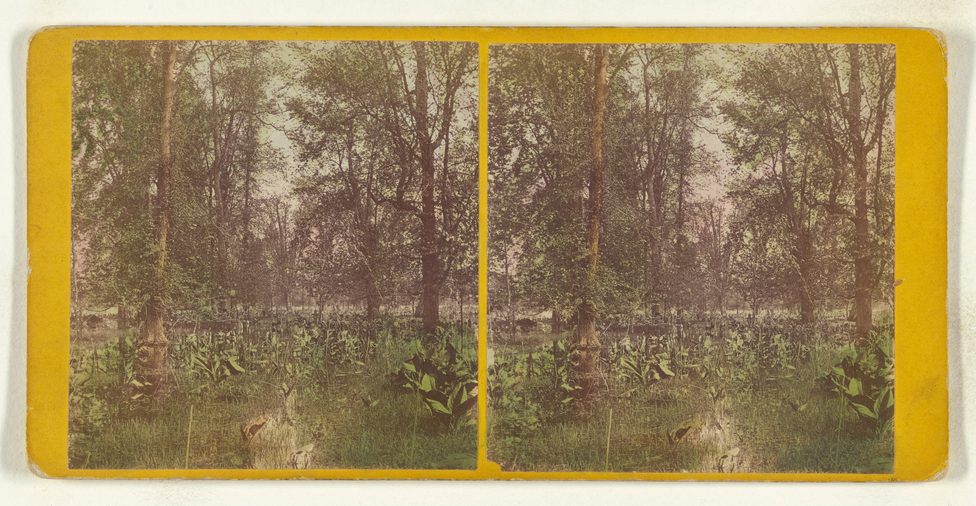 Study at the head of Cayuga Lake. [Ithaca, New York]