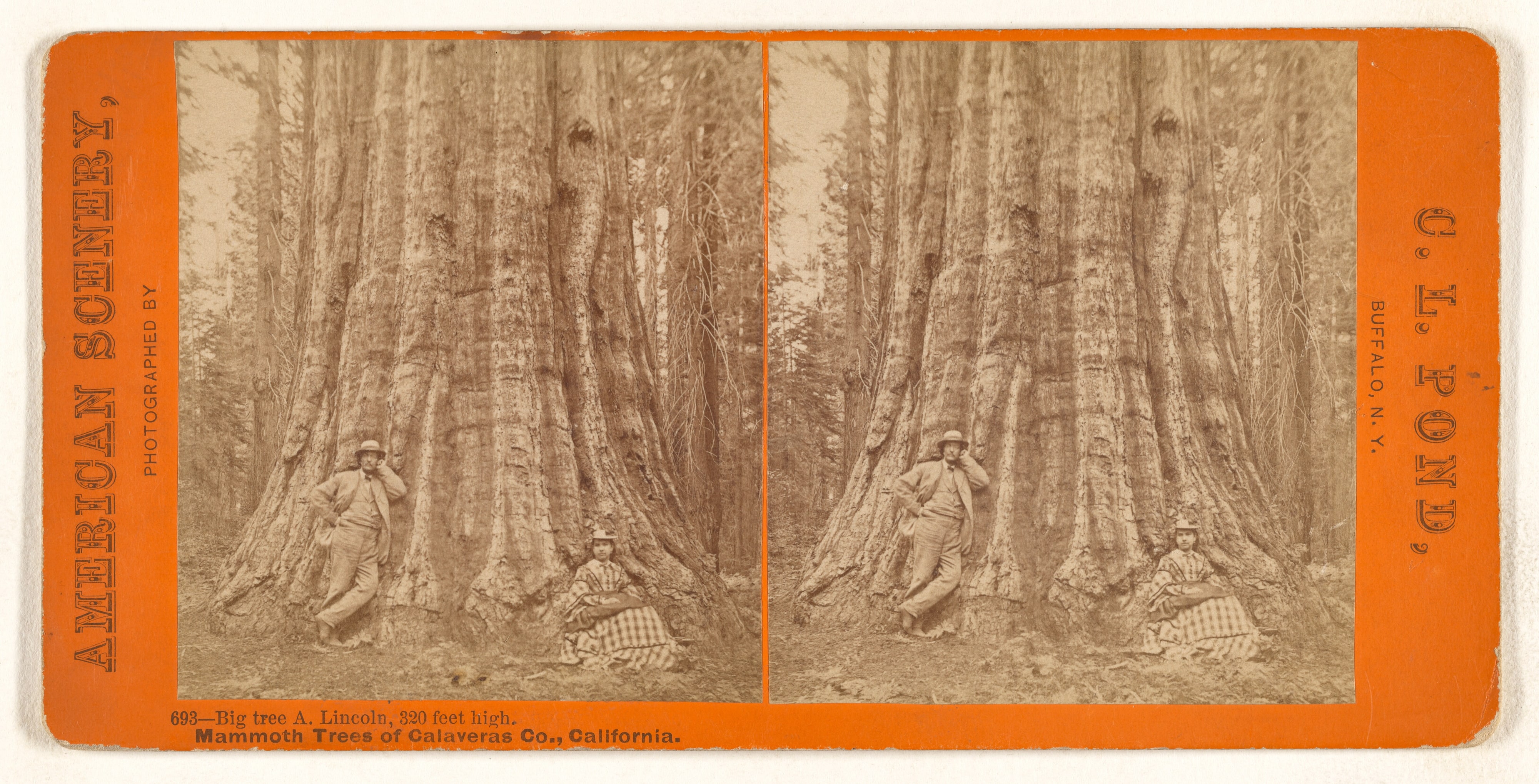 Big tree A. Lincoln, 320 feet high. Mammoth Trees of Calaveras Co., California.