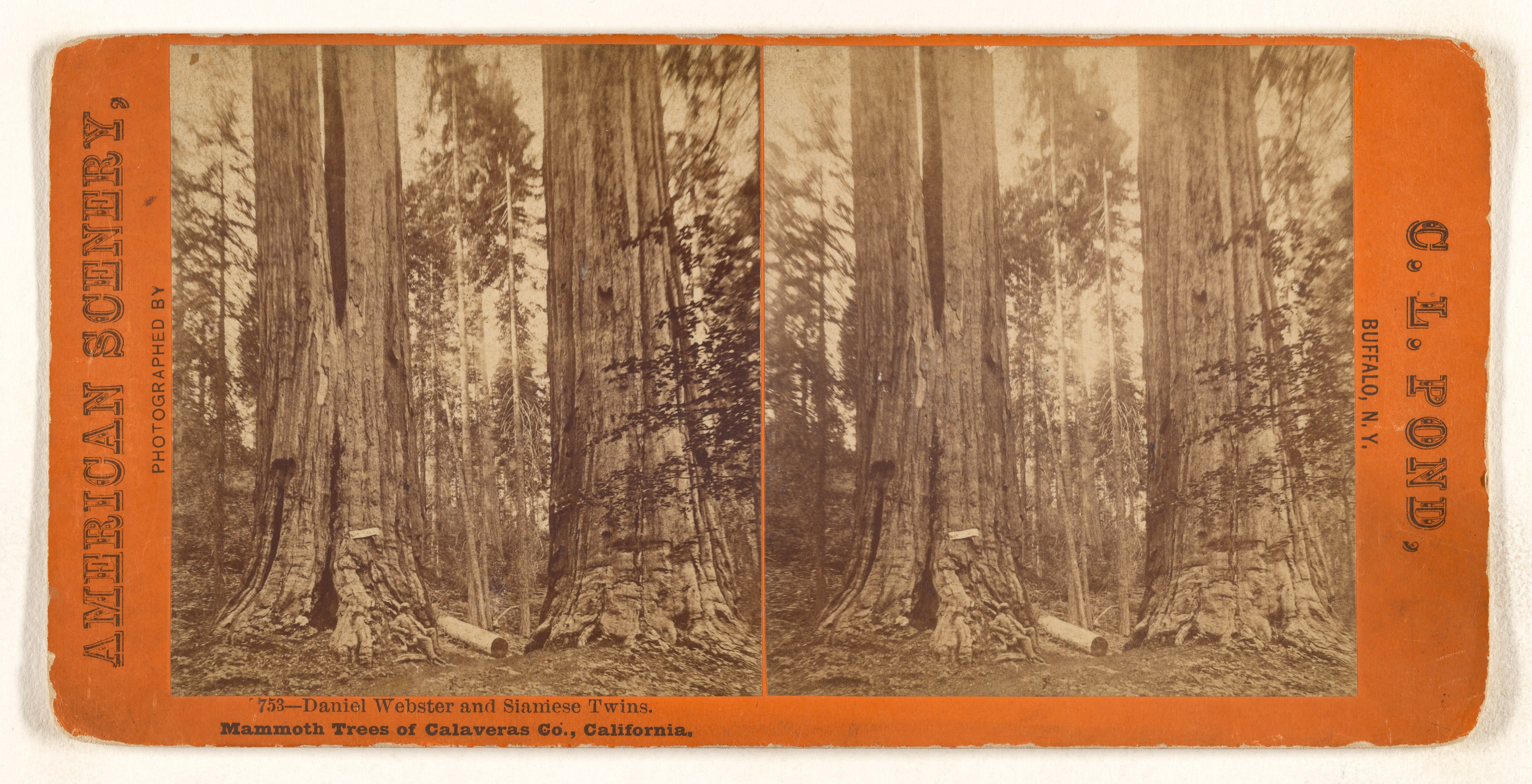 Daniel Webster and Siamese Twins. Mammoth Trees of Calaveras Co., California.