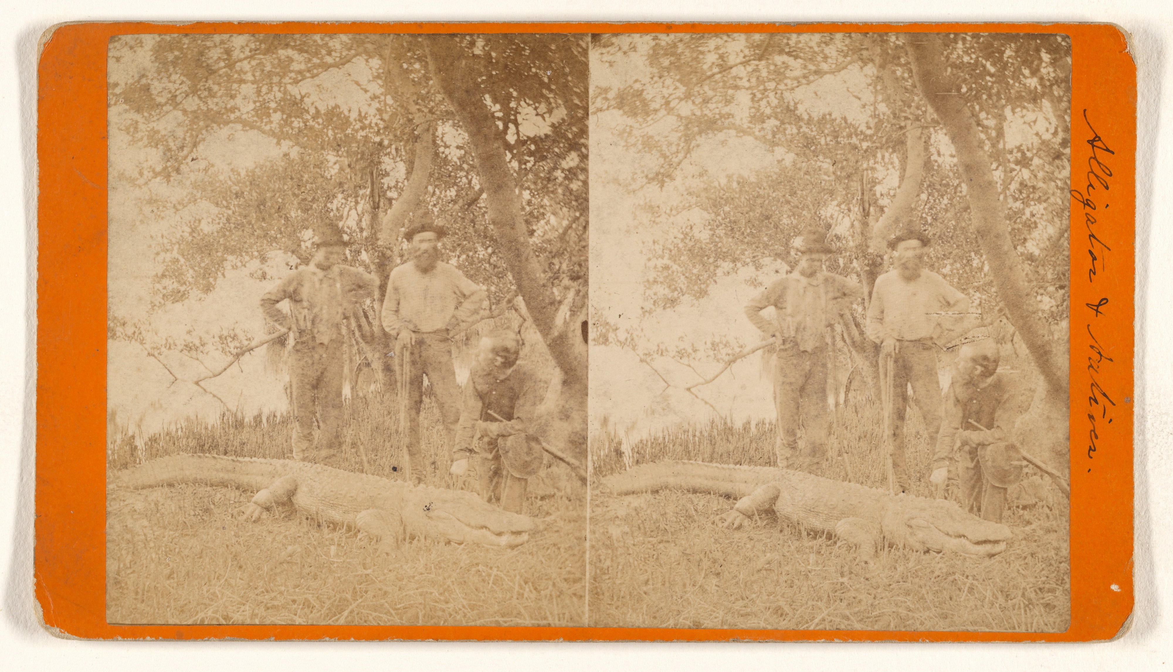 [Alligators & Natives]