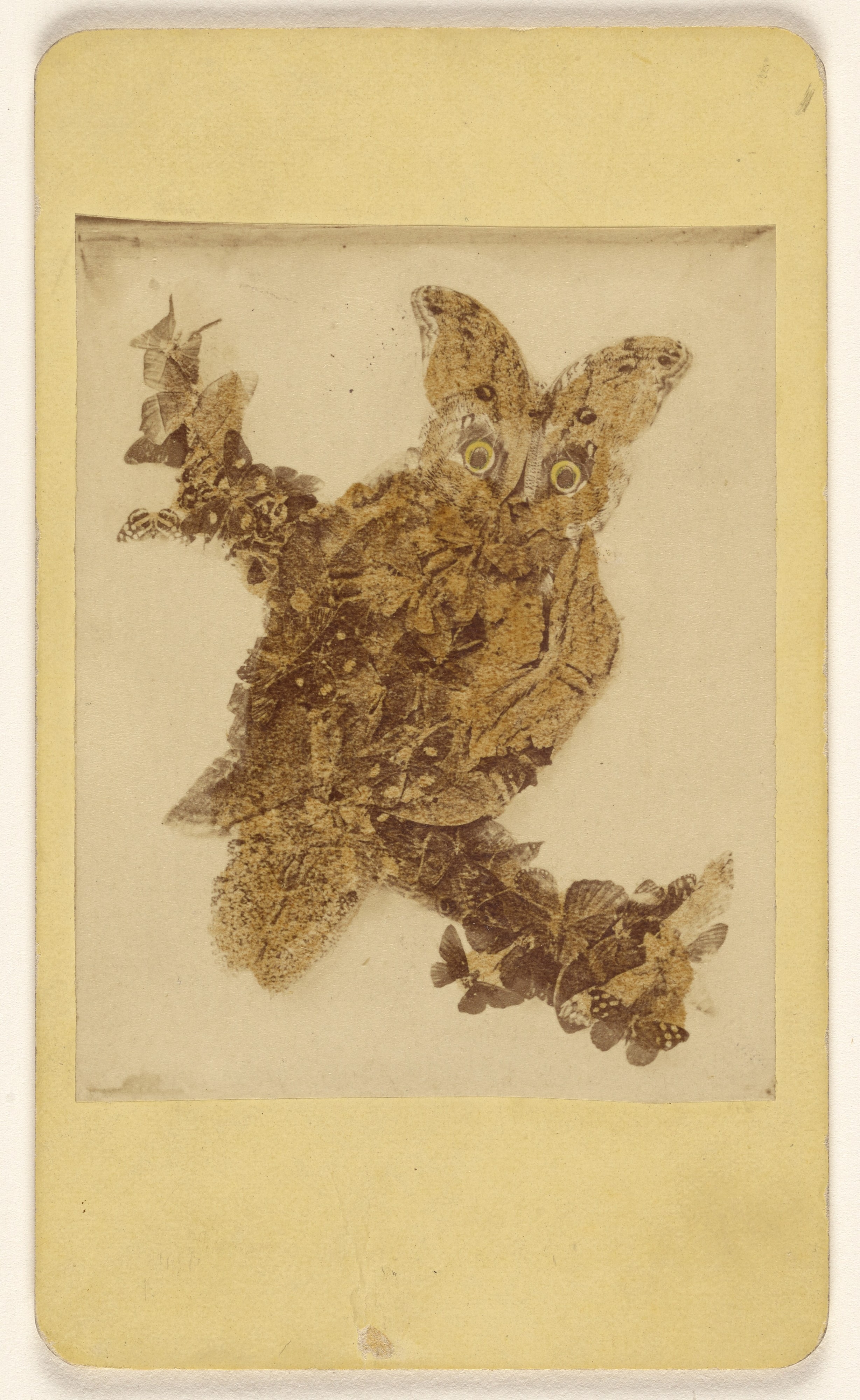 ["Fake" owl made out of butterflies]
