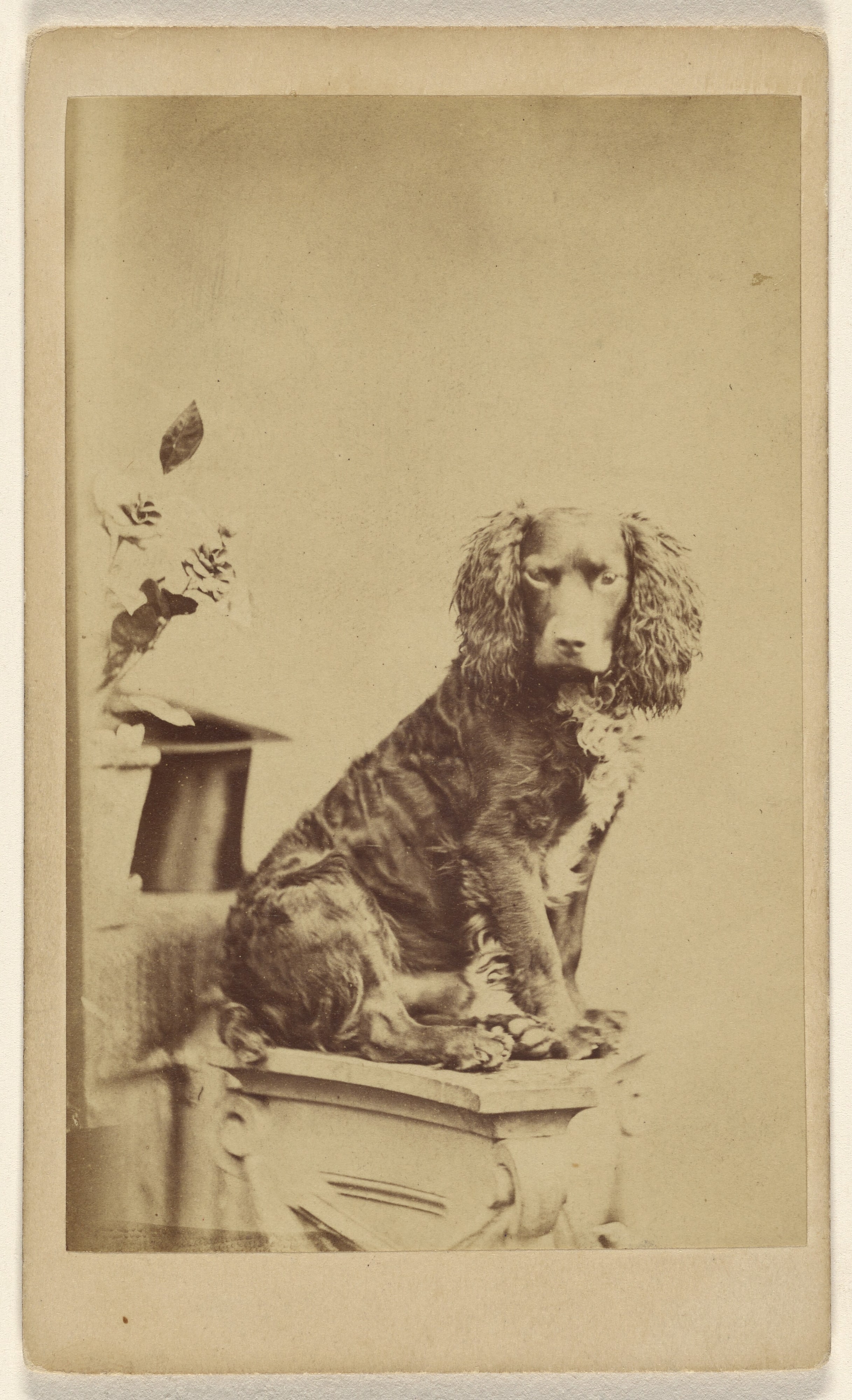[Cocker spaniel on ionic capital]