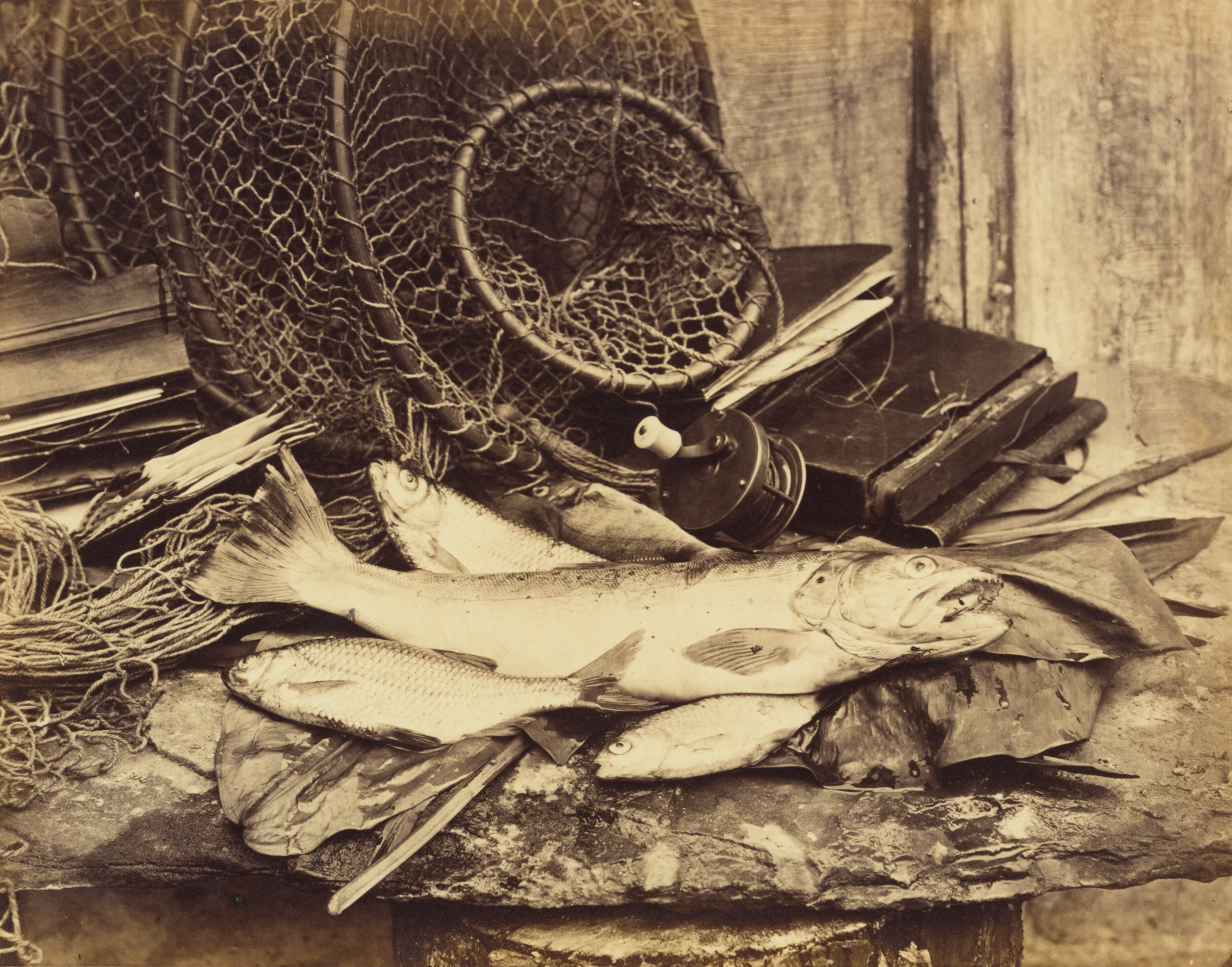 Trout Roach etc.