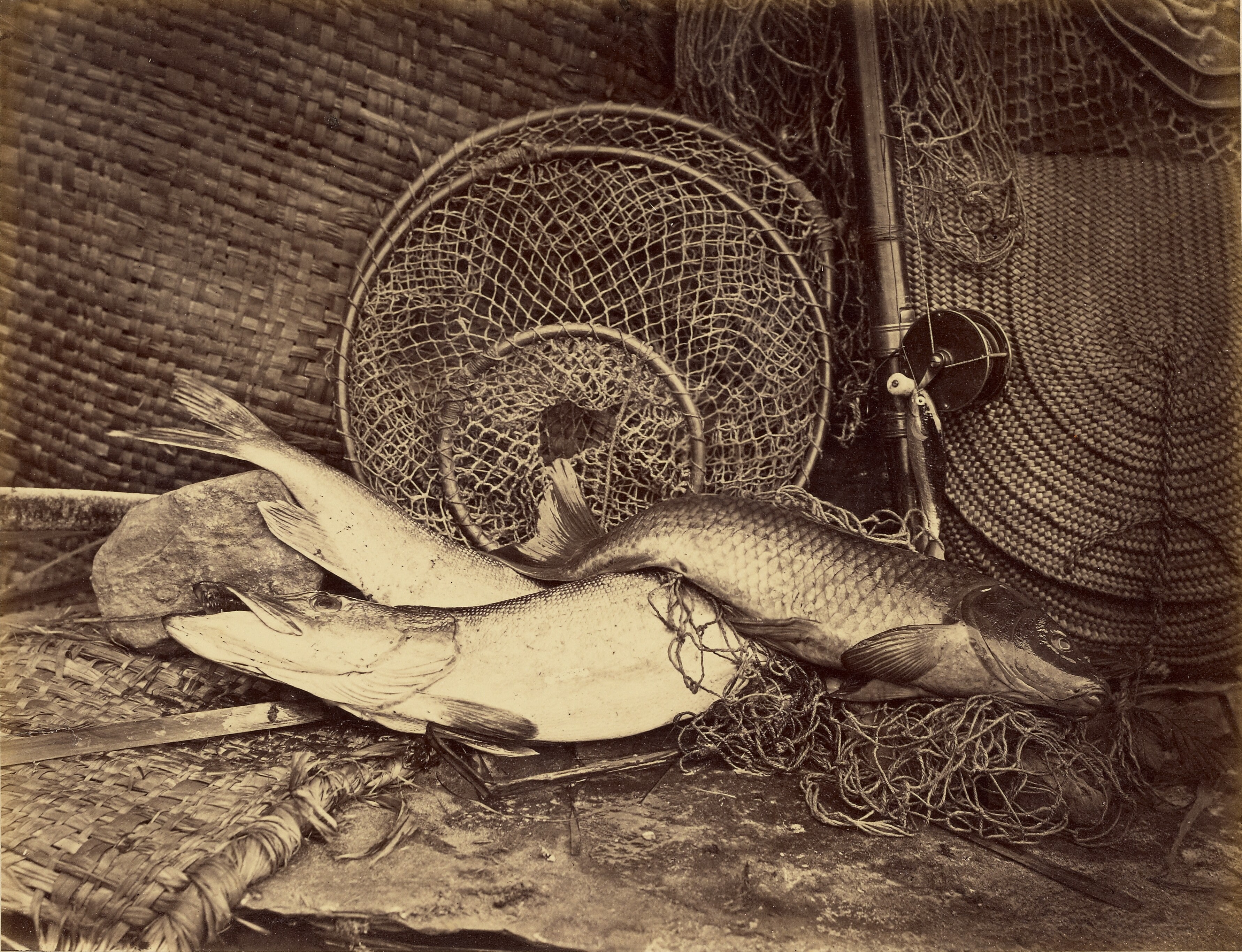 Still Life with Carp and Pike