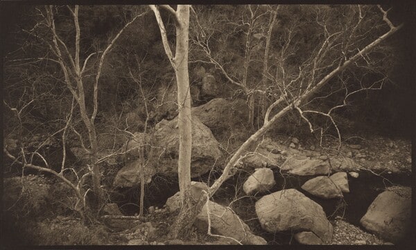 Sycamores, Fish Creek, Arizona
