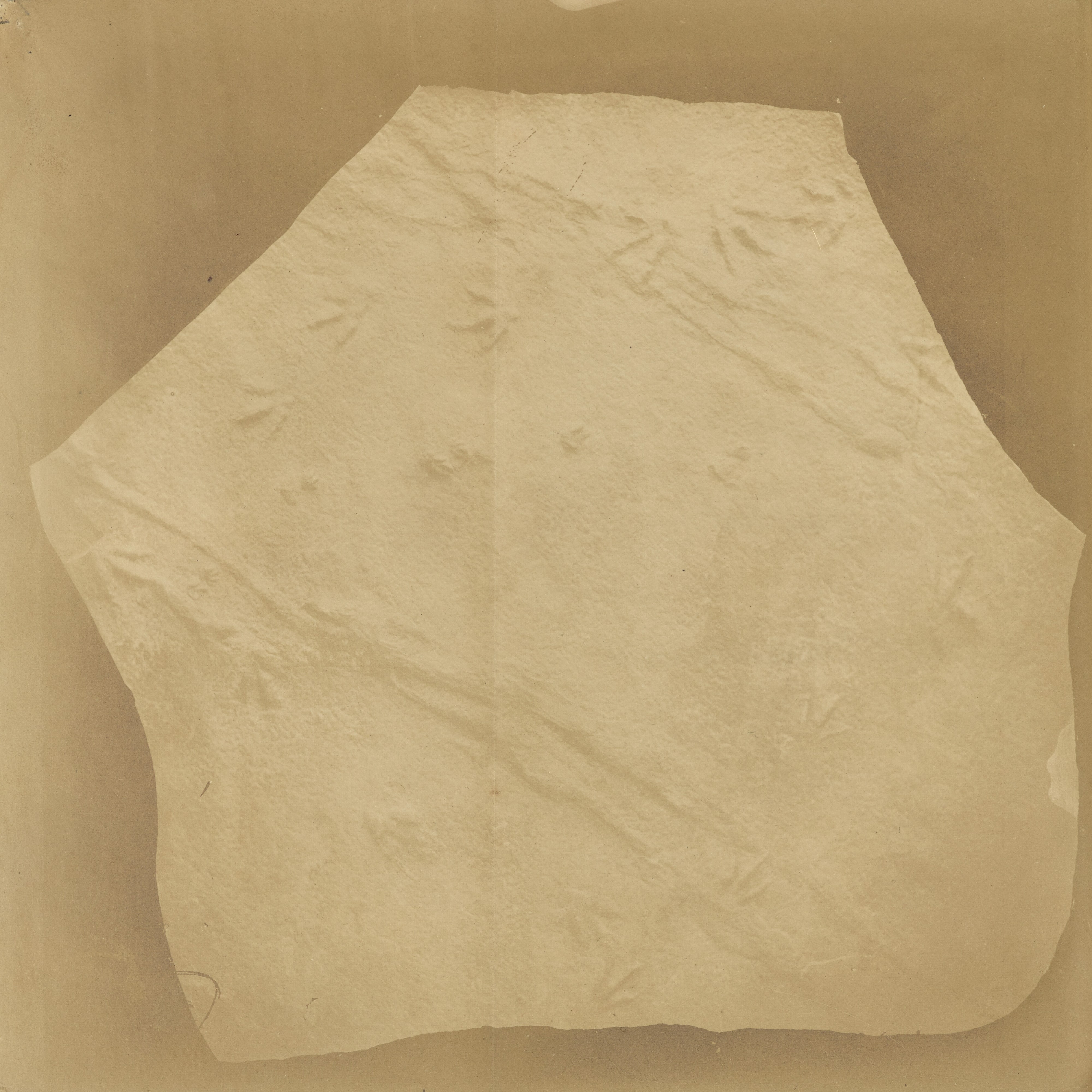 [Fossilized bird tracks]