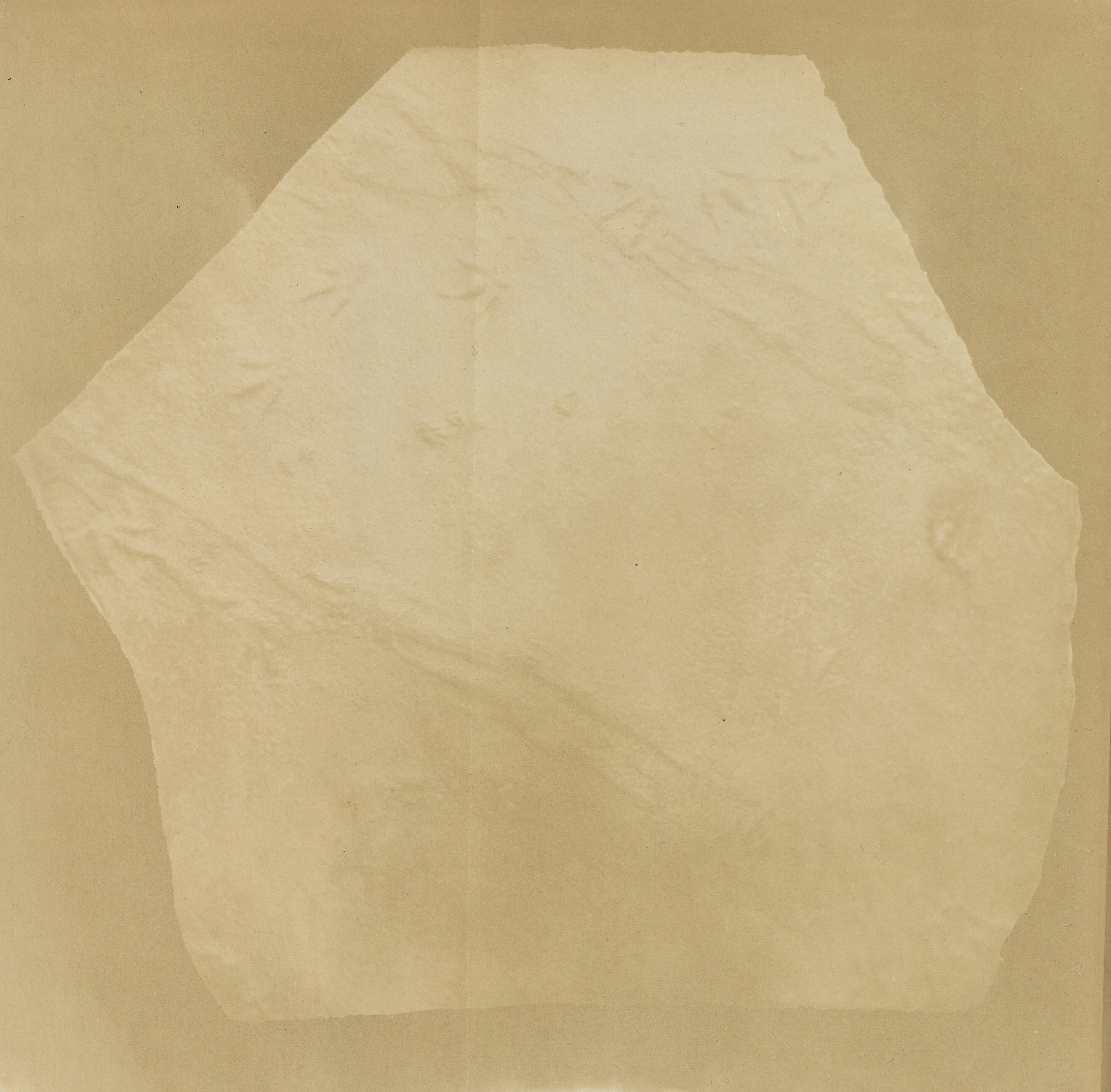 [Fossilized bird tracks]