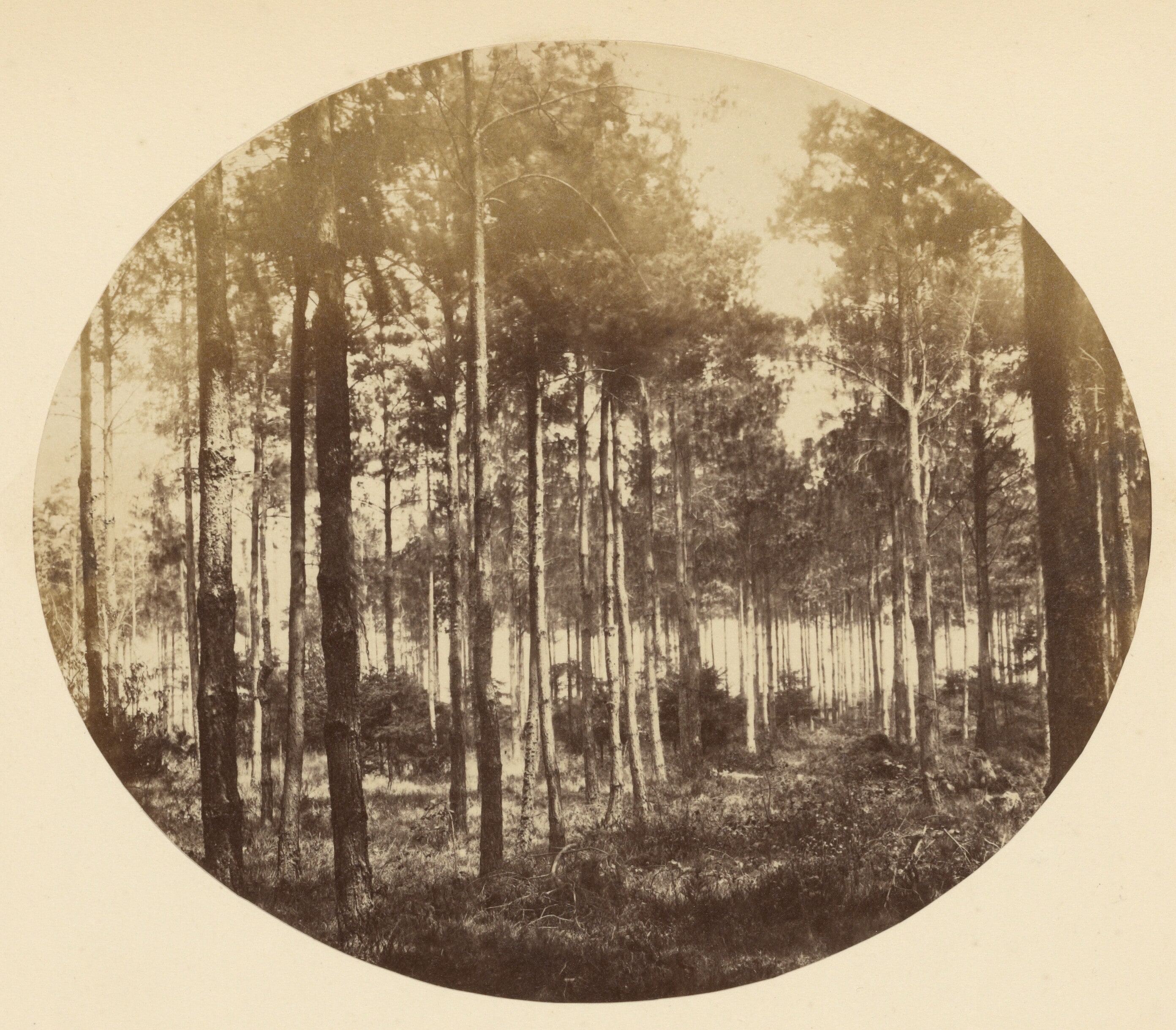 Views in a Fir Plantation