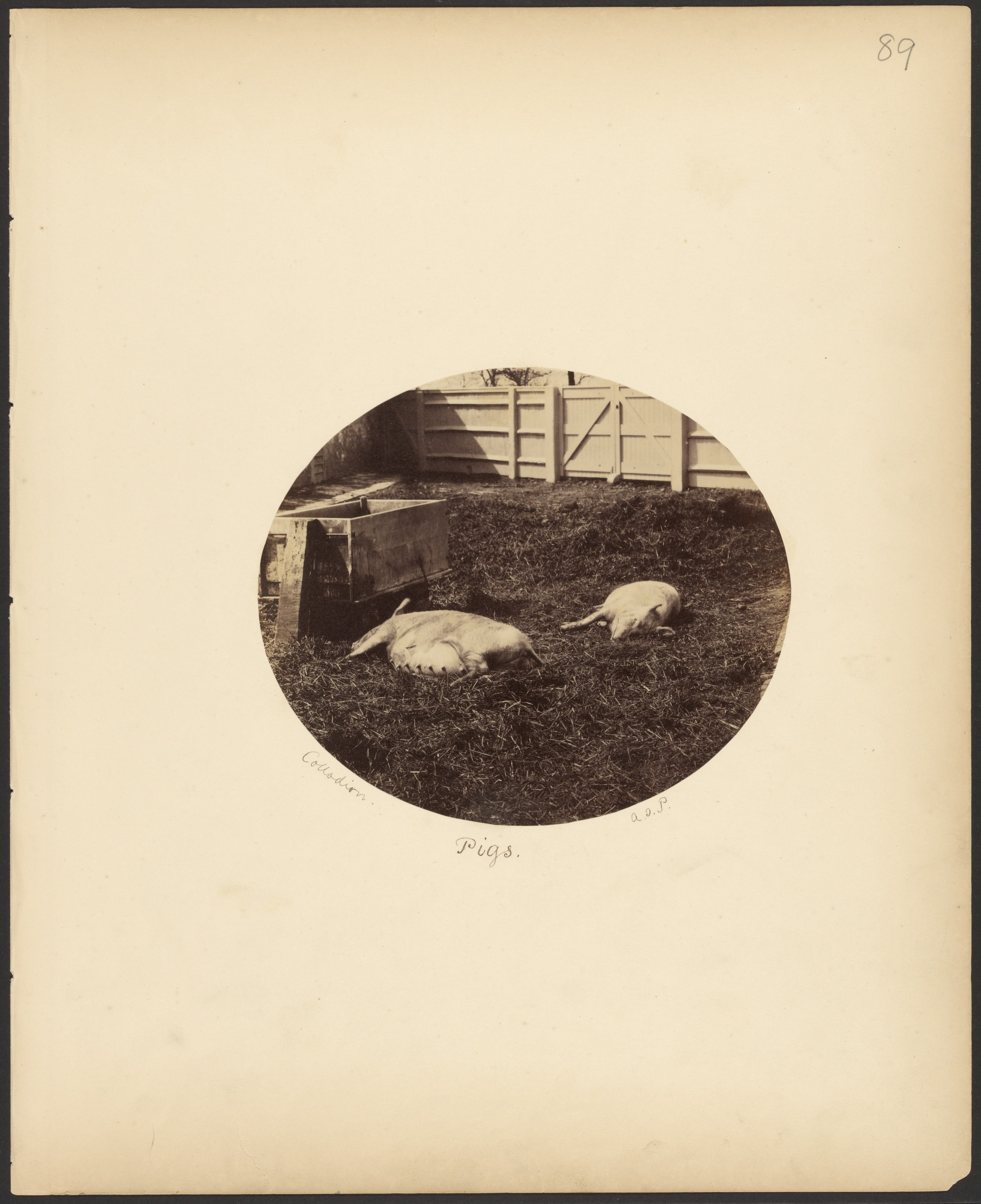Pigs