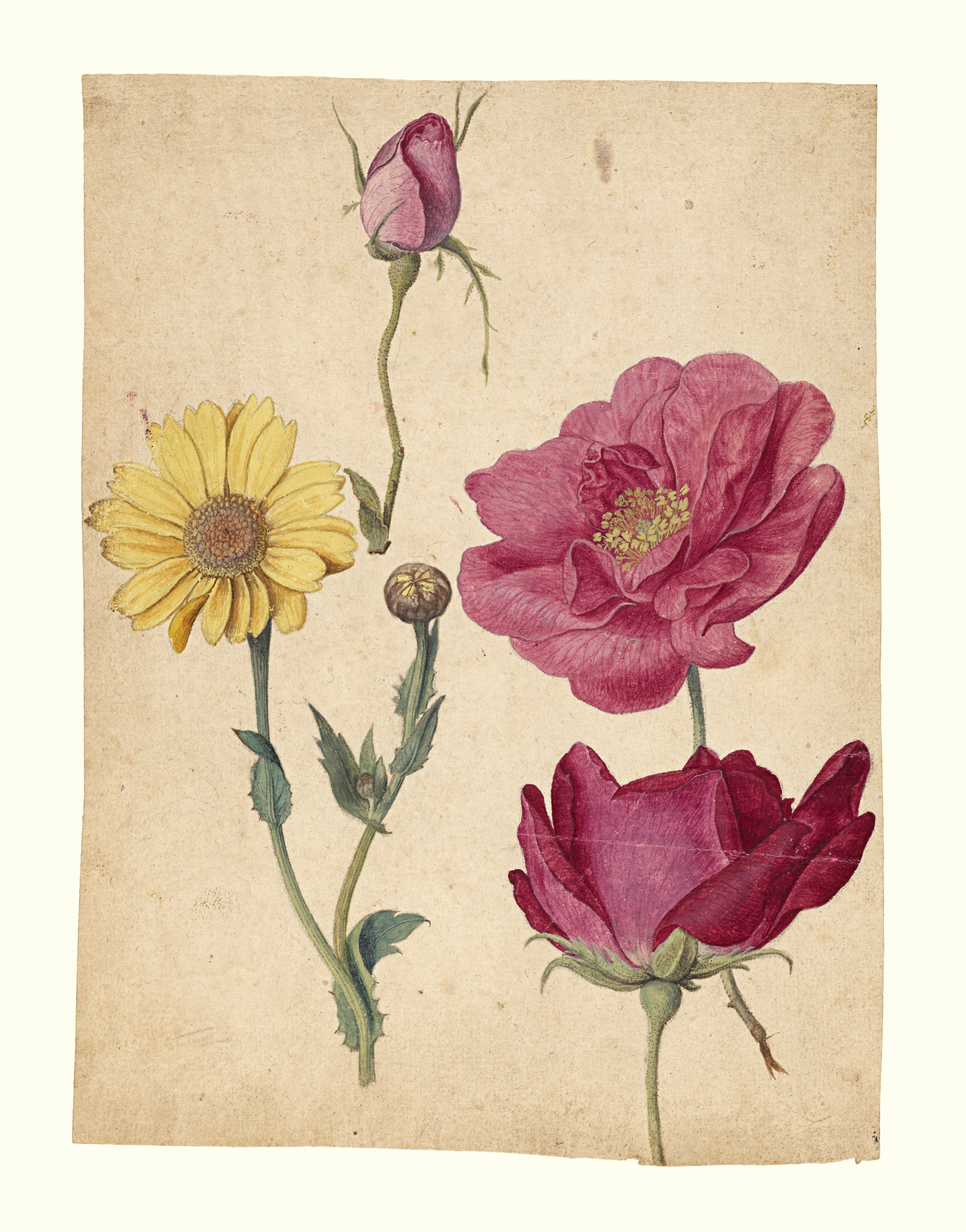 A Sheet of Studies with French Roses and an Oxeye Daisy