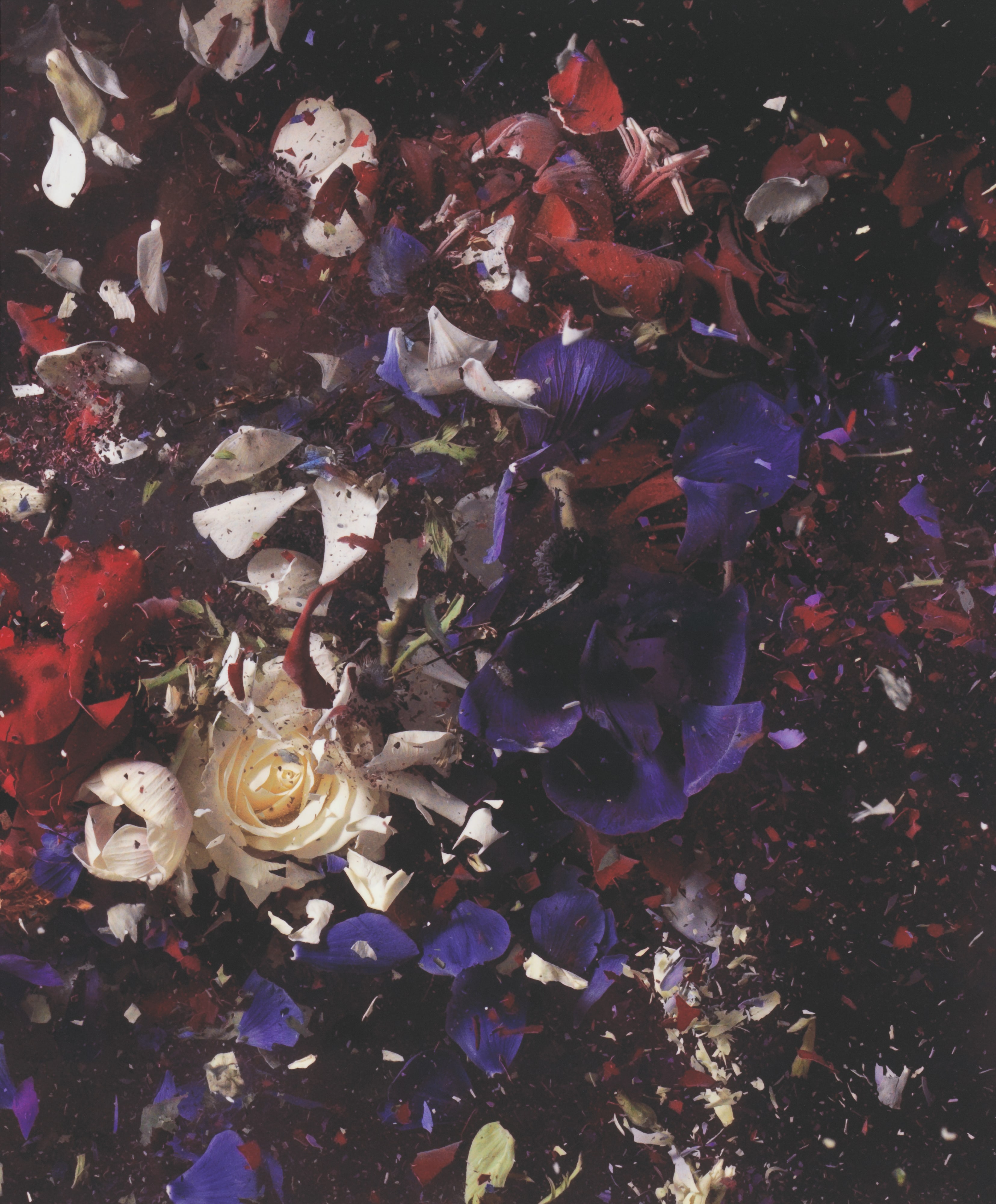 Blow Up: Untitled 15 (right)