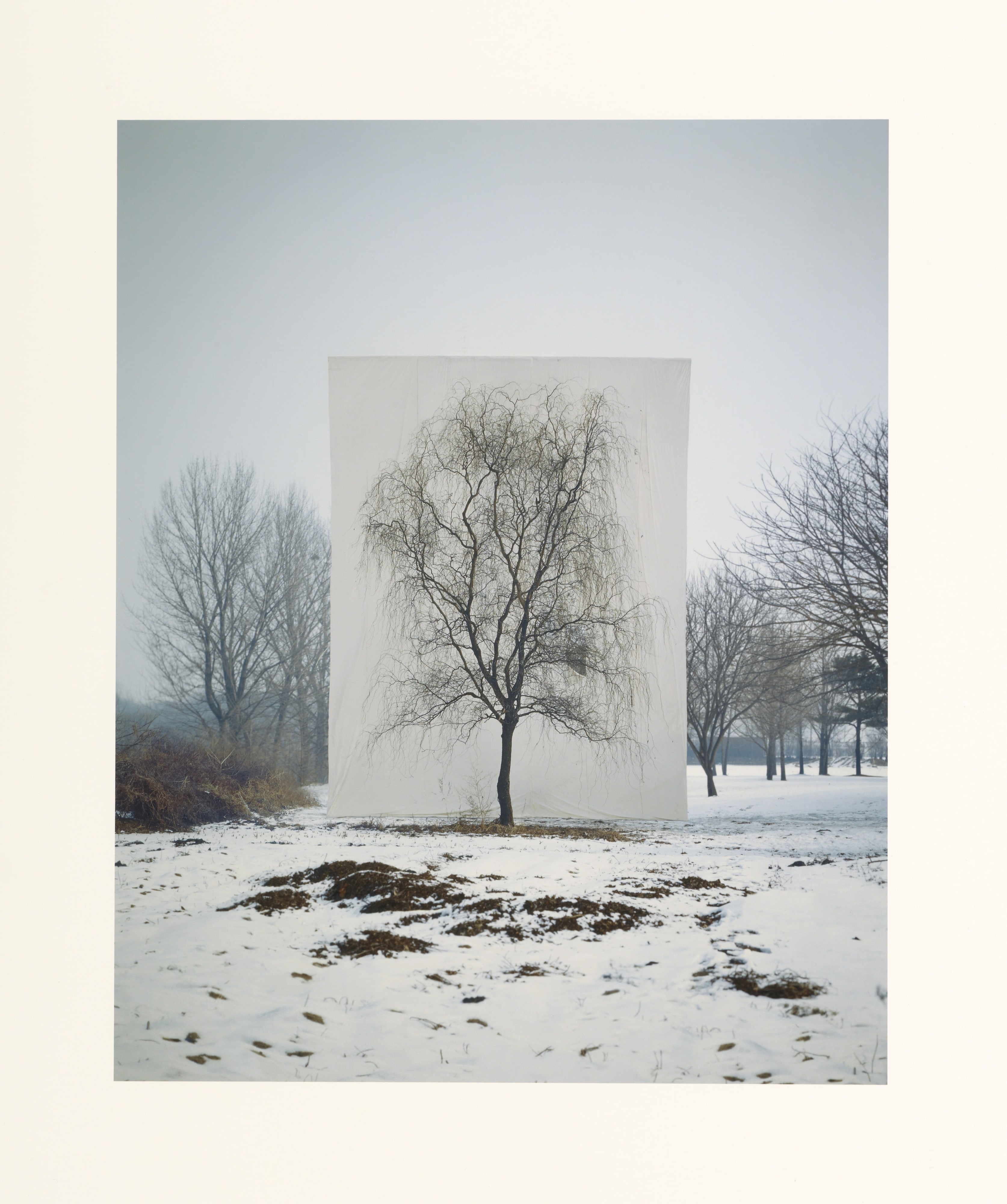 Tree #3