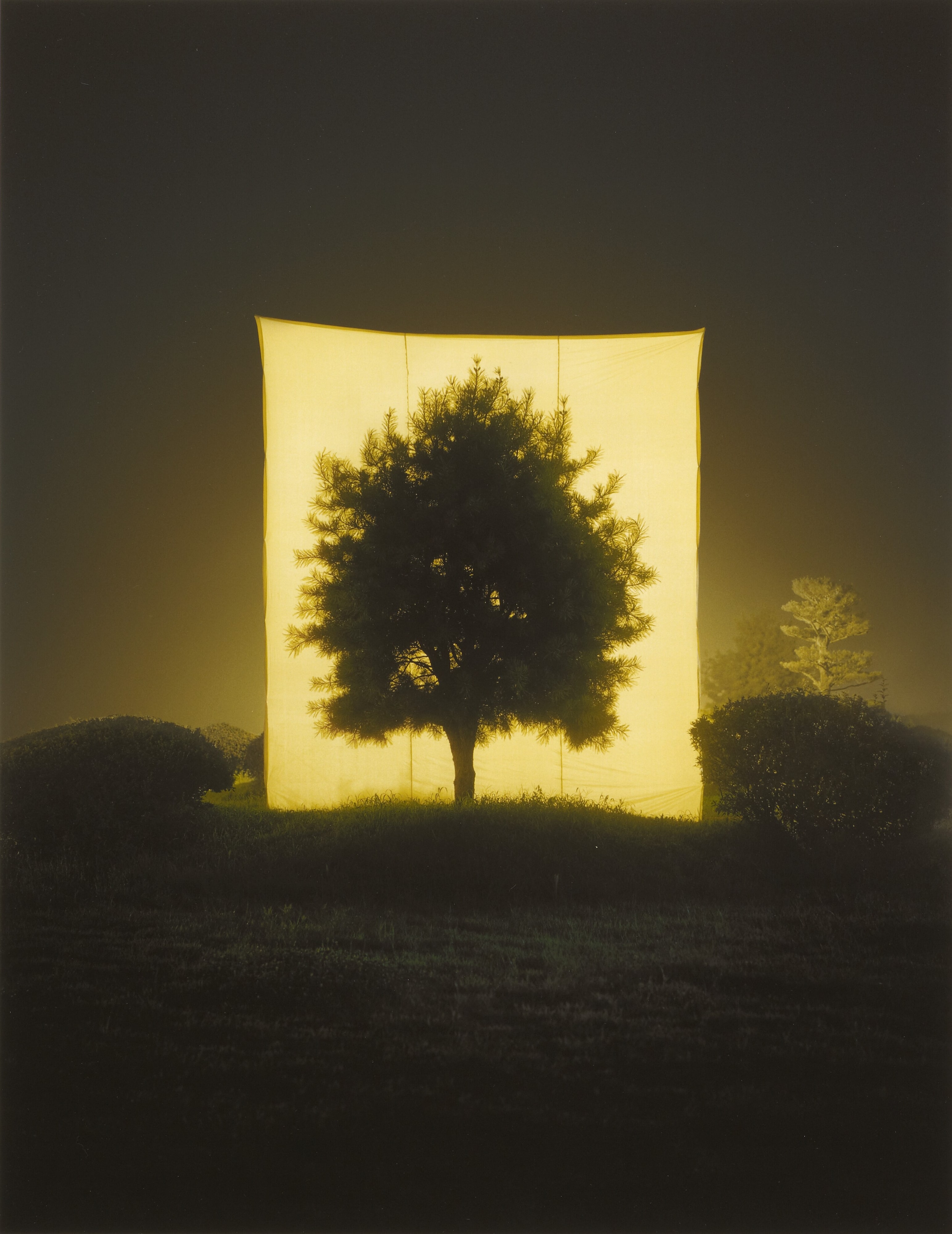 Tree #11