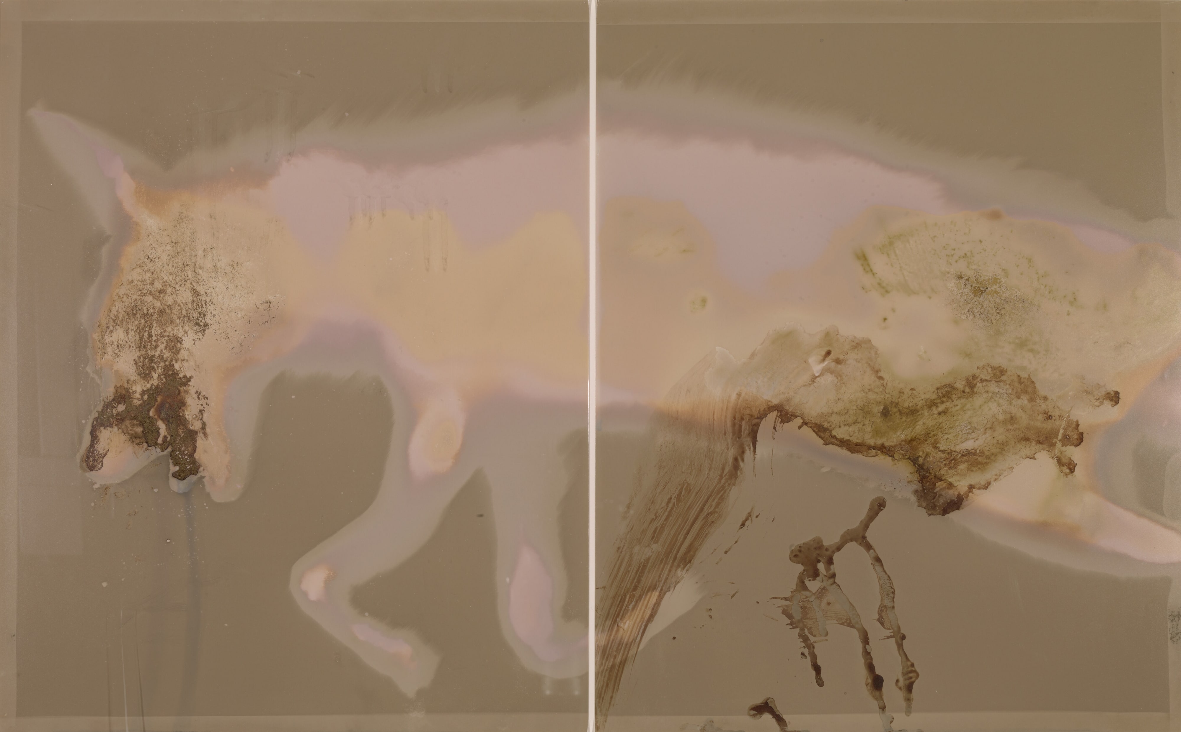 Coyote Roadkill