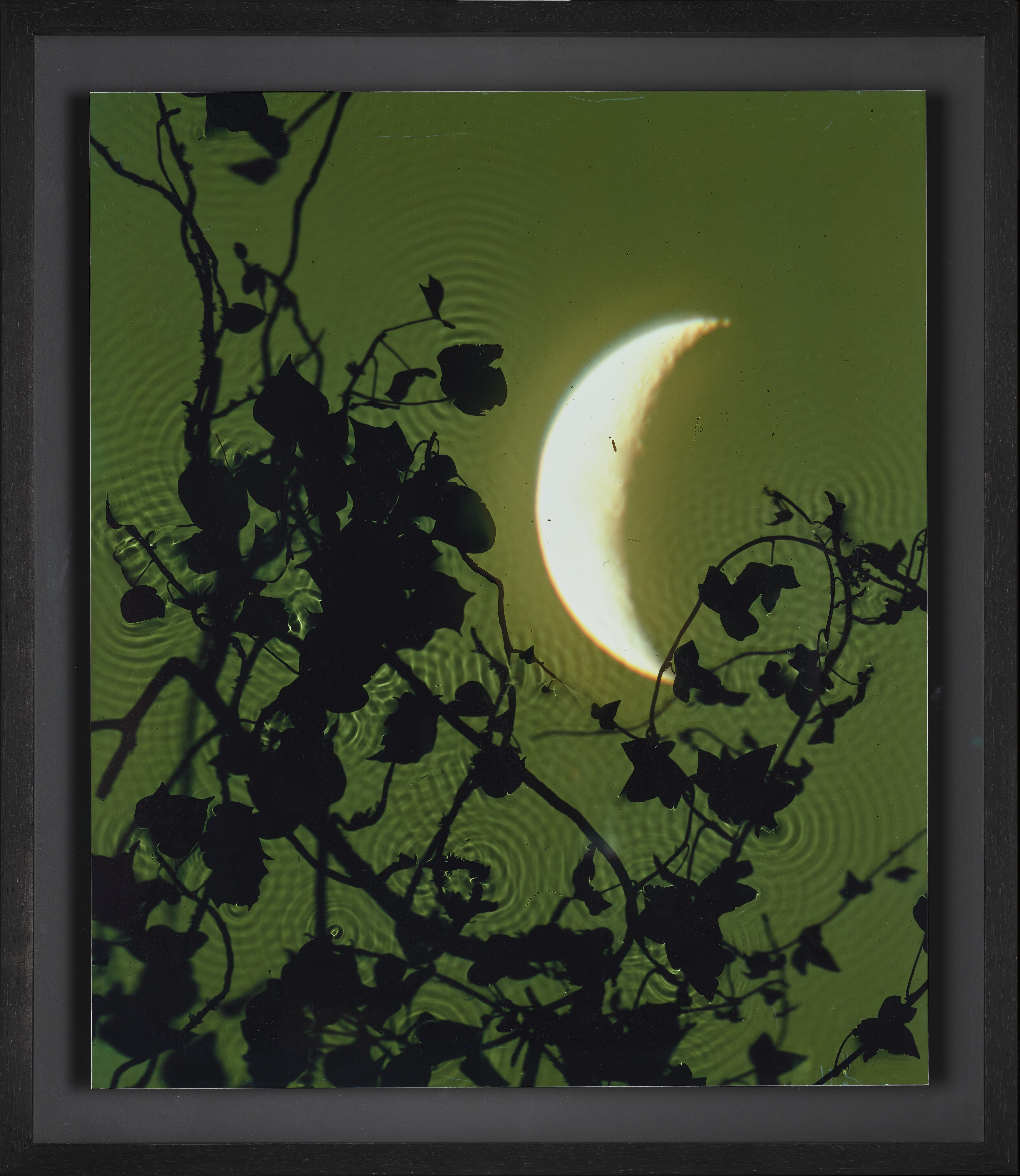 Crescent Moon, Ivy