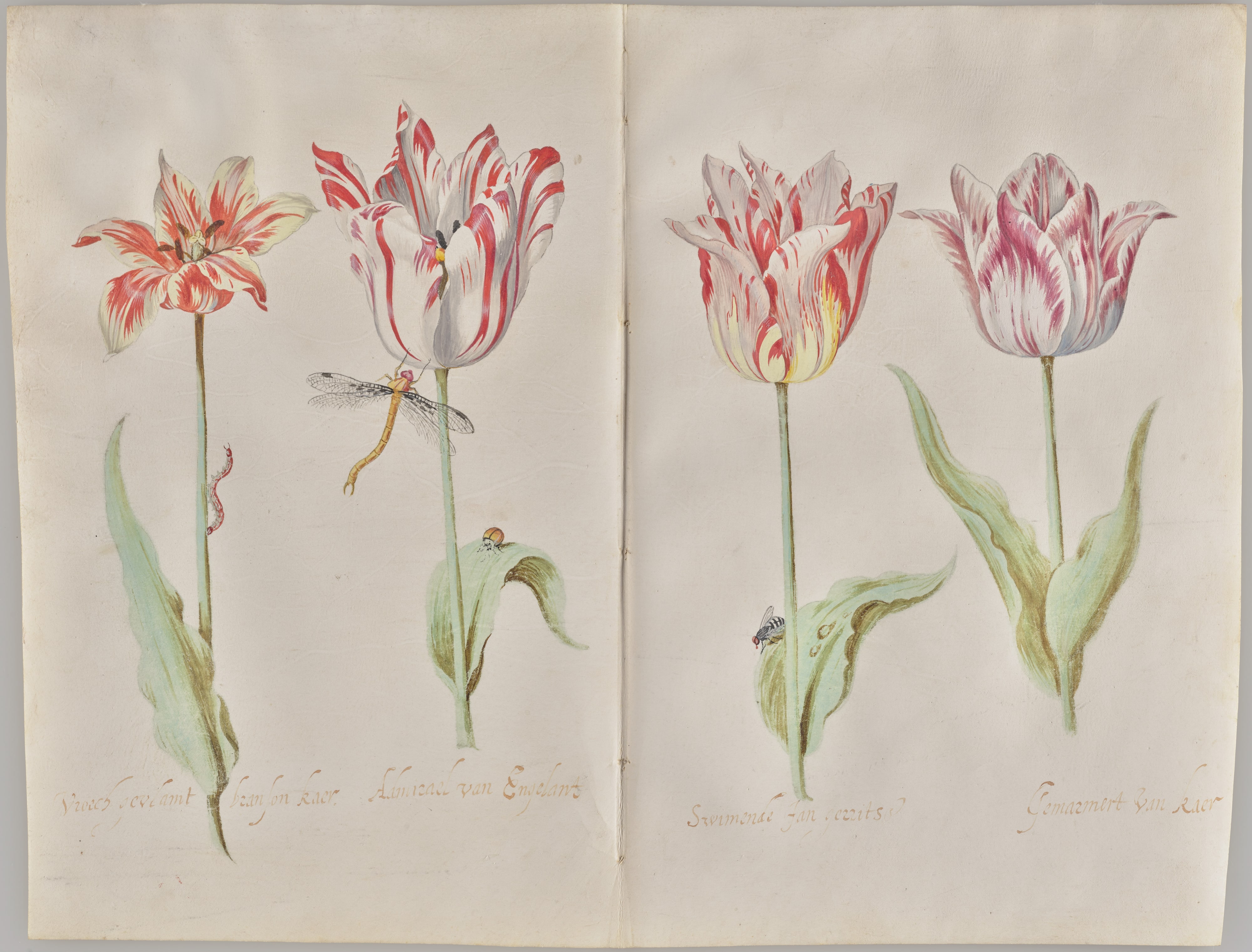 Four Tulips