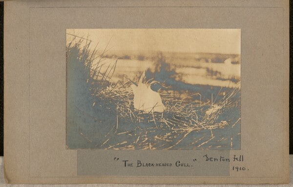 The Black-headed Gull. Denton Fell