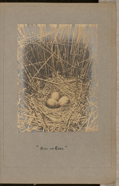 Nest and Eggs