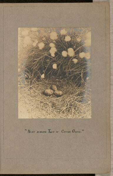Nest beneath Tuft of Cotton Grass