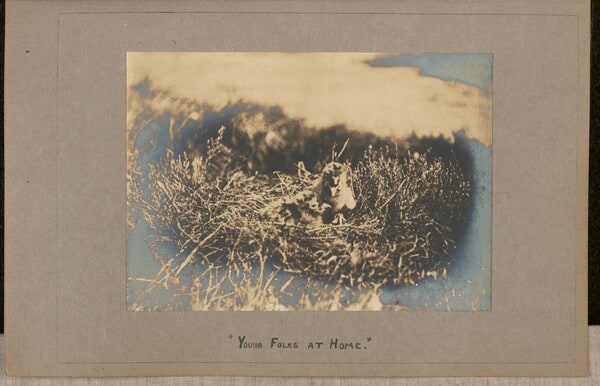 Young Folks at Home