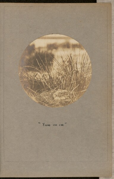 Young and Egg