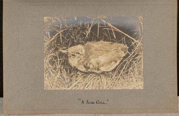 A Young Gull