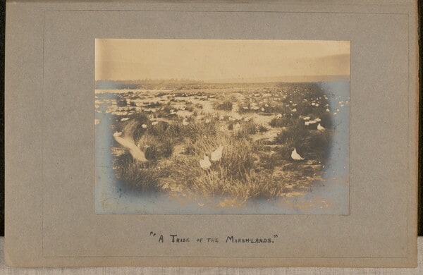 A Tribe of the Marsh-Lands