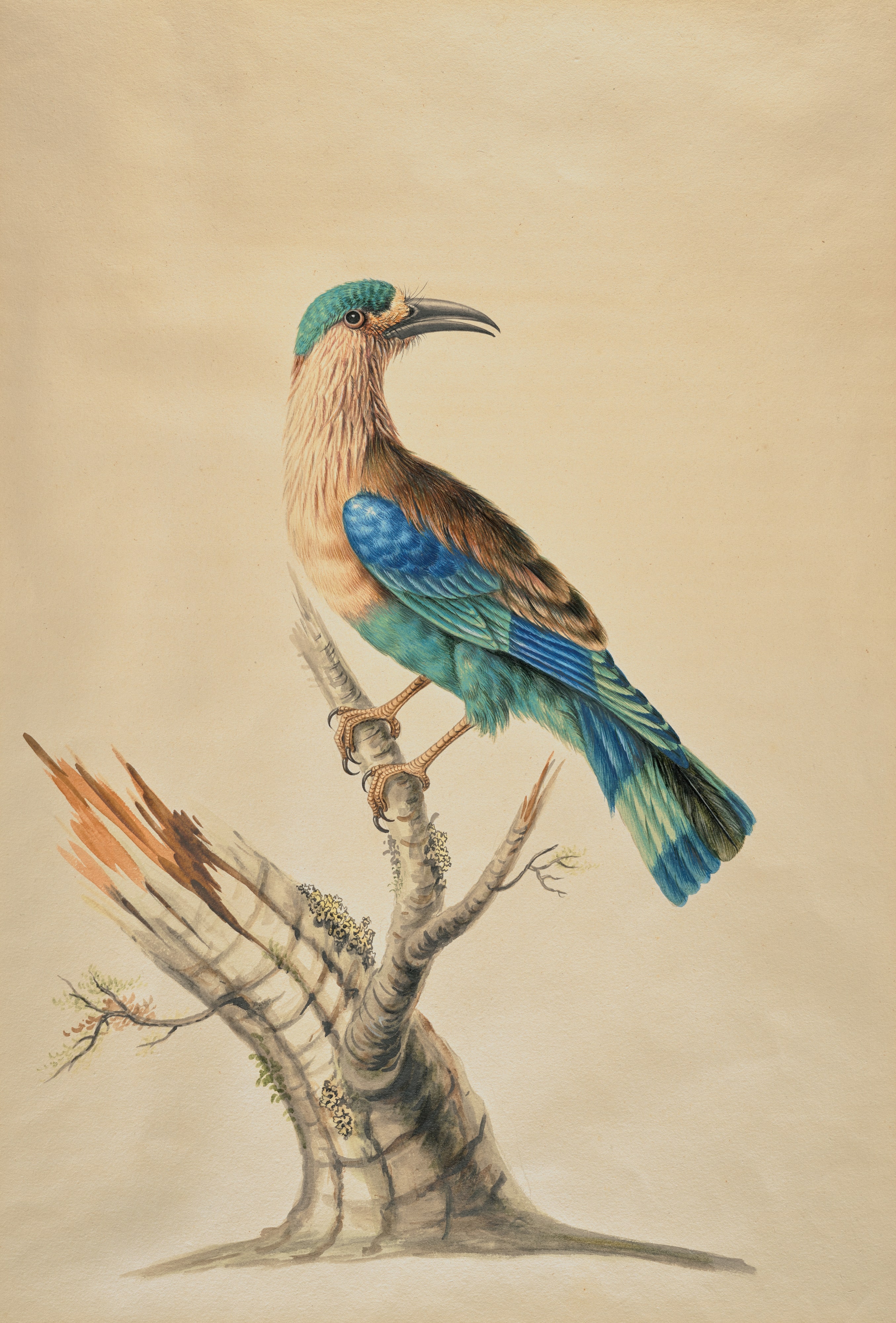 Coracias Benghalensis