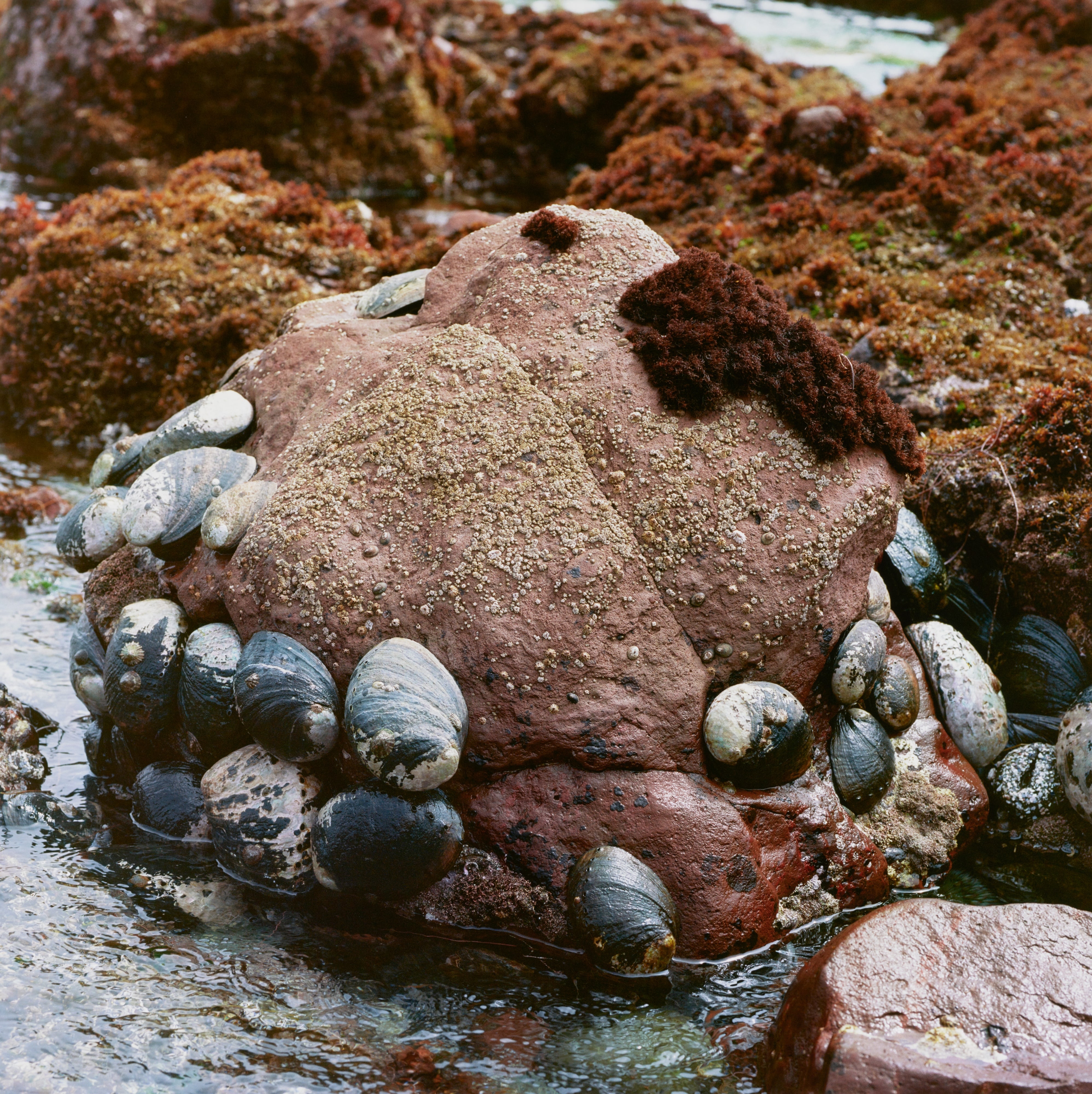 I Will Come from the Ocean - Mooomvene Kimaaro