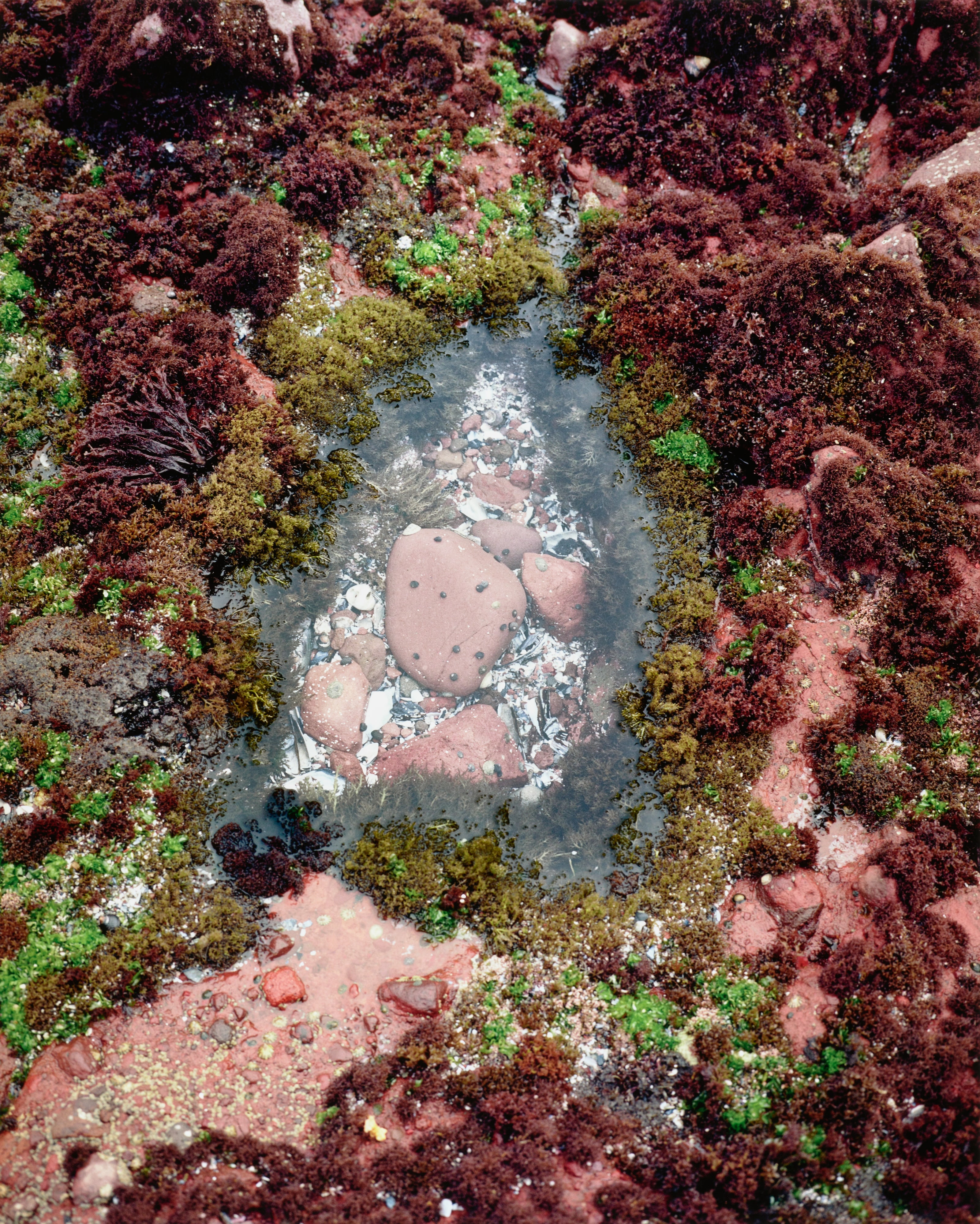 Algae Portal - Shooxar Tukuupar