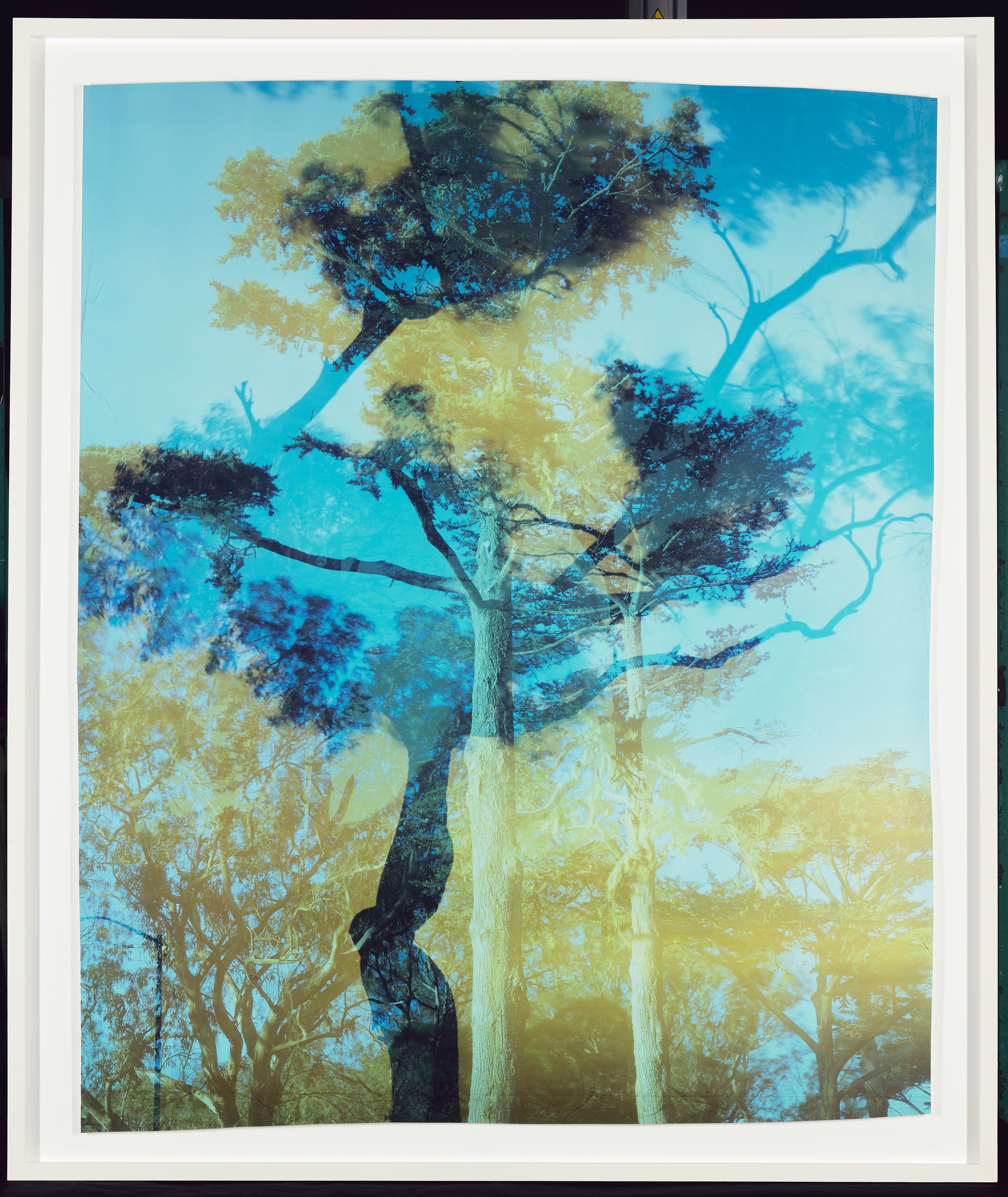 Coral: Middle Road