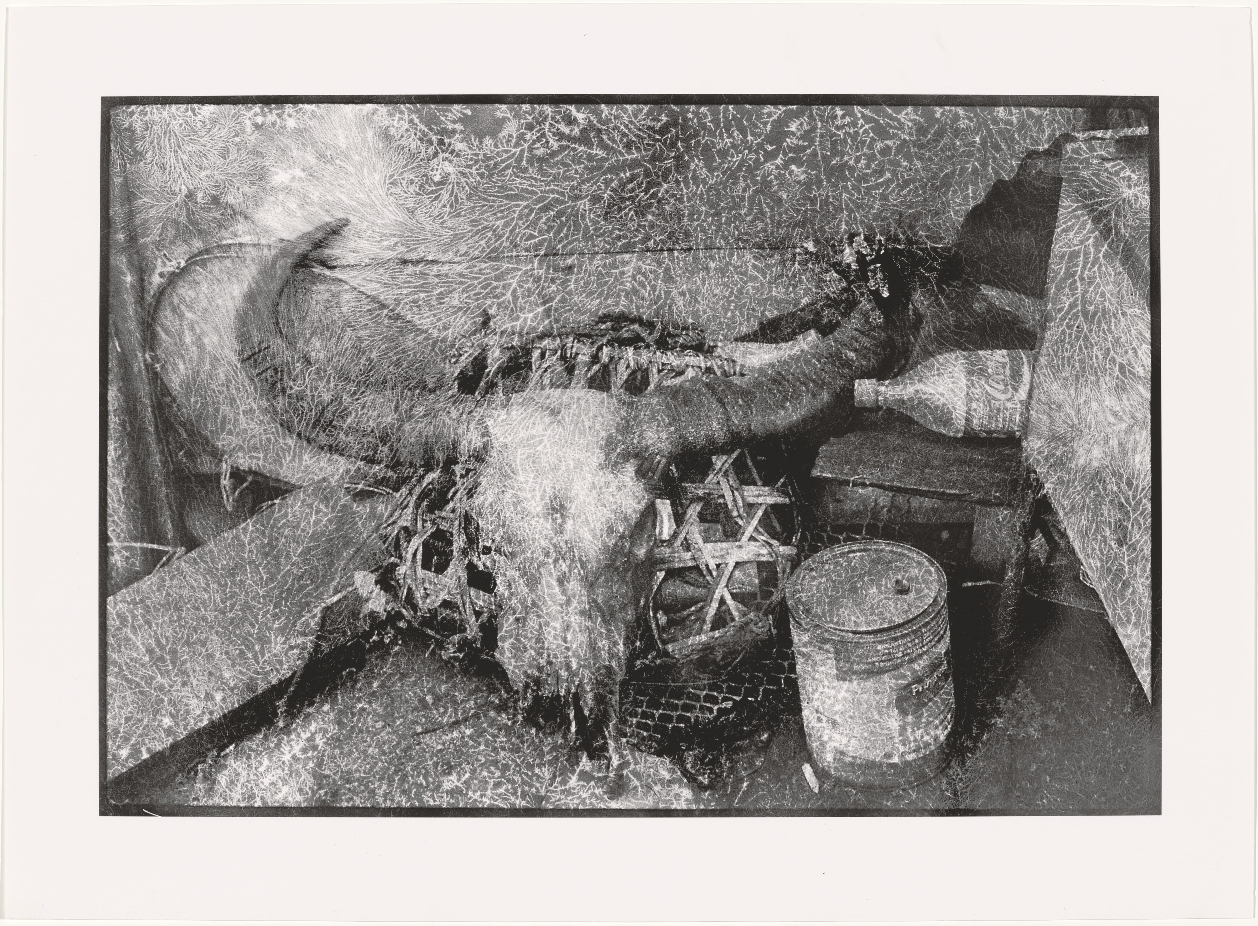 Cordilleran Still life