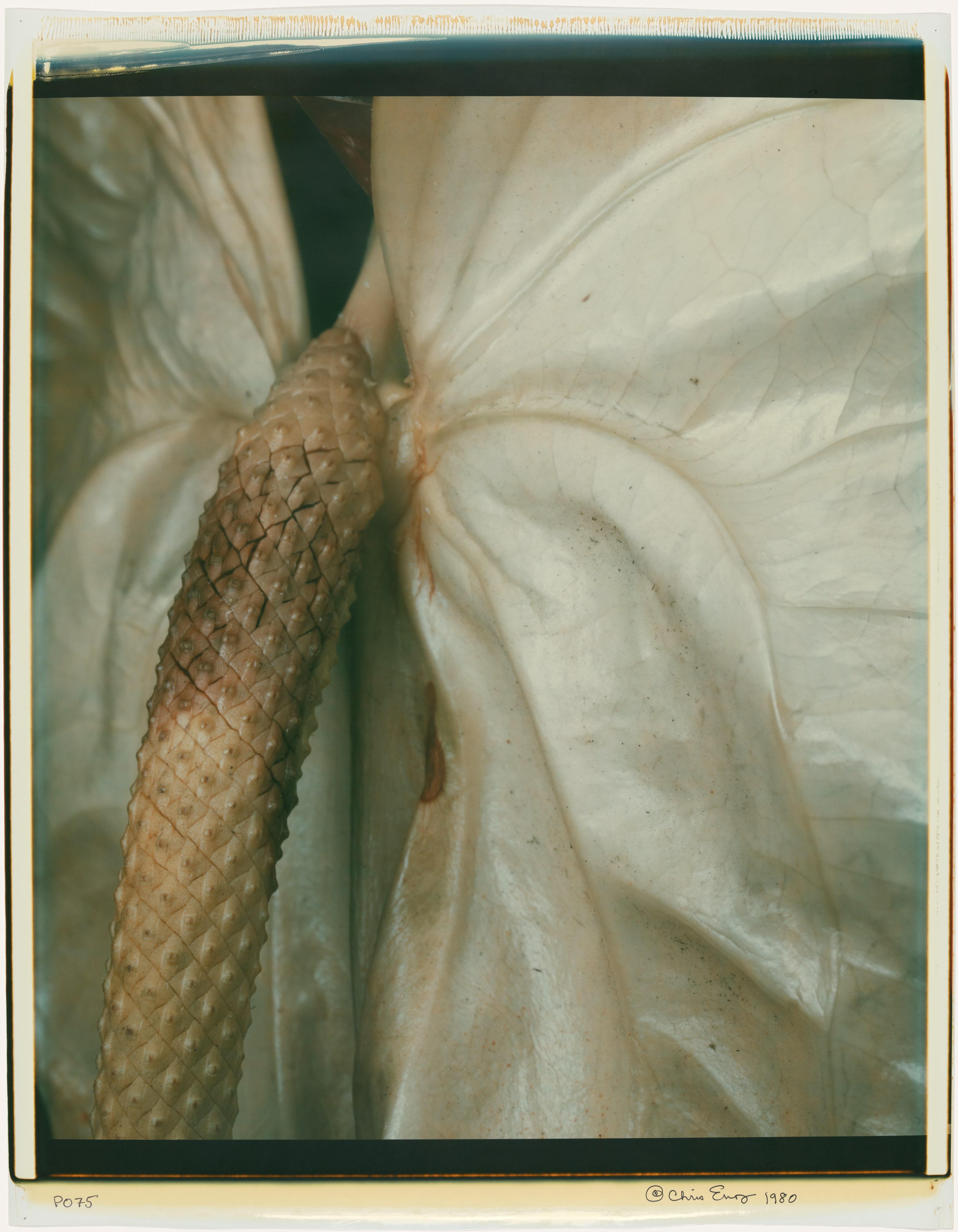 Untitled (Anthurium) by Chris Enos