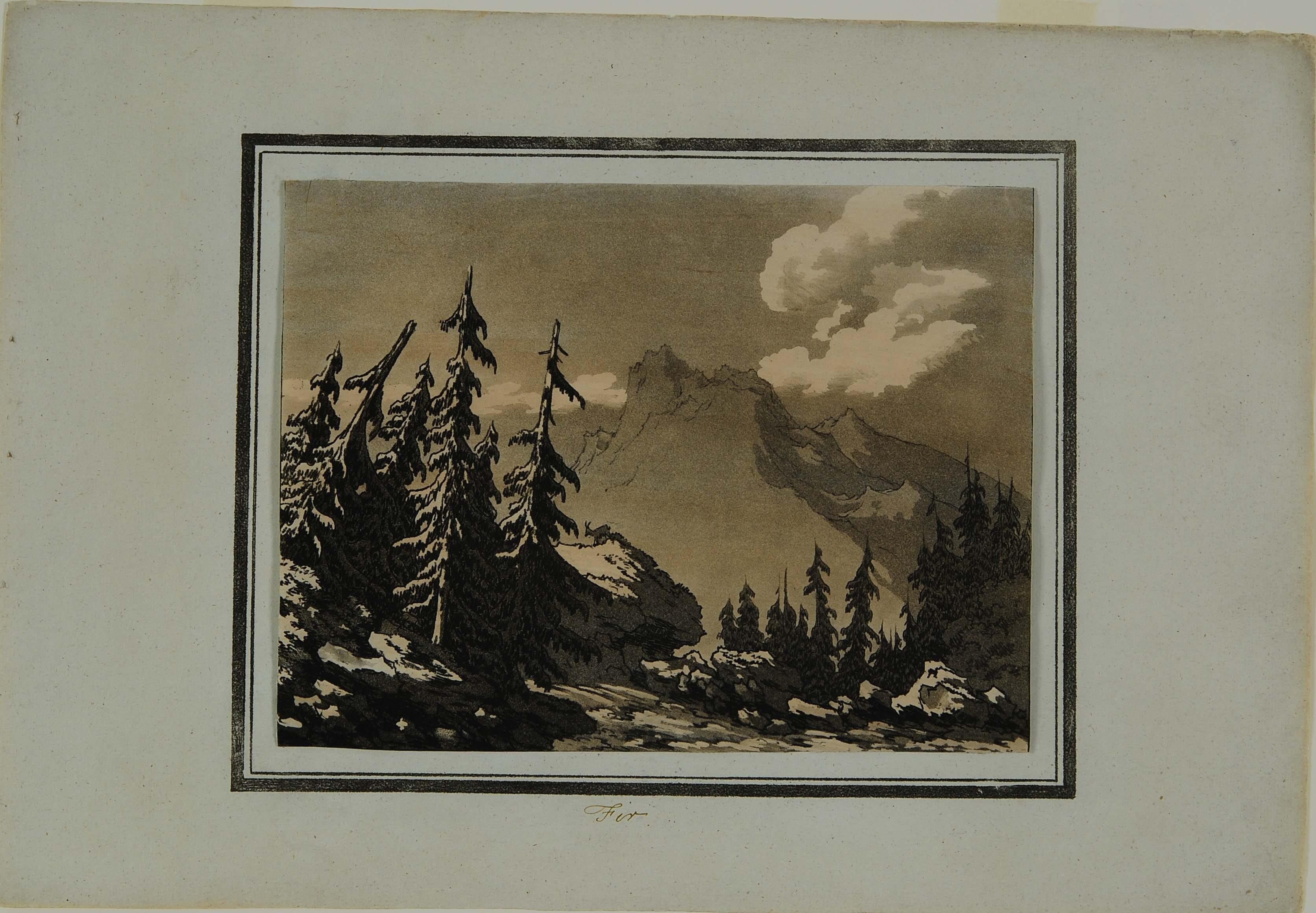 Fir