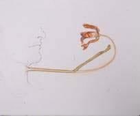 Untitled (flower and throat)
