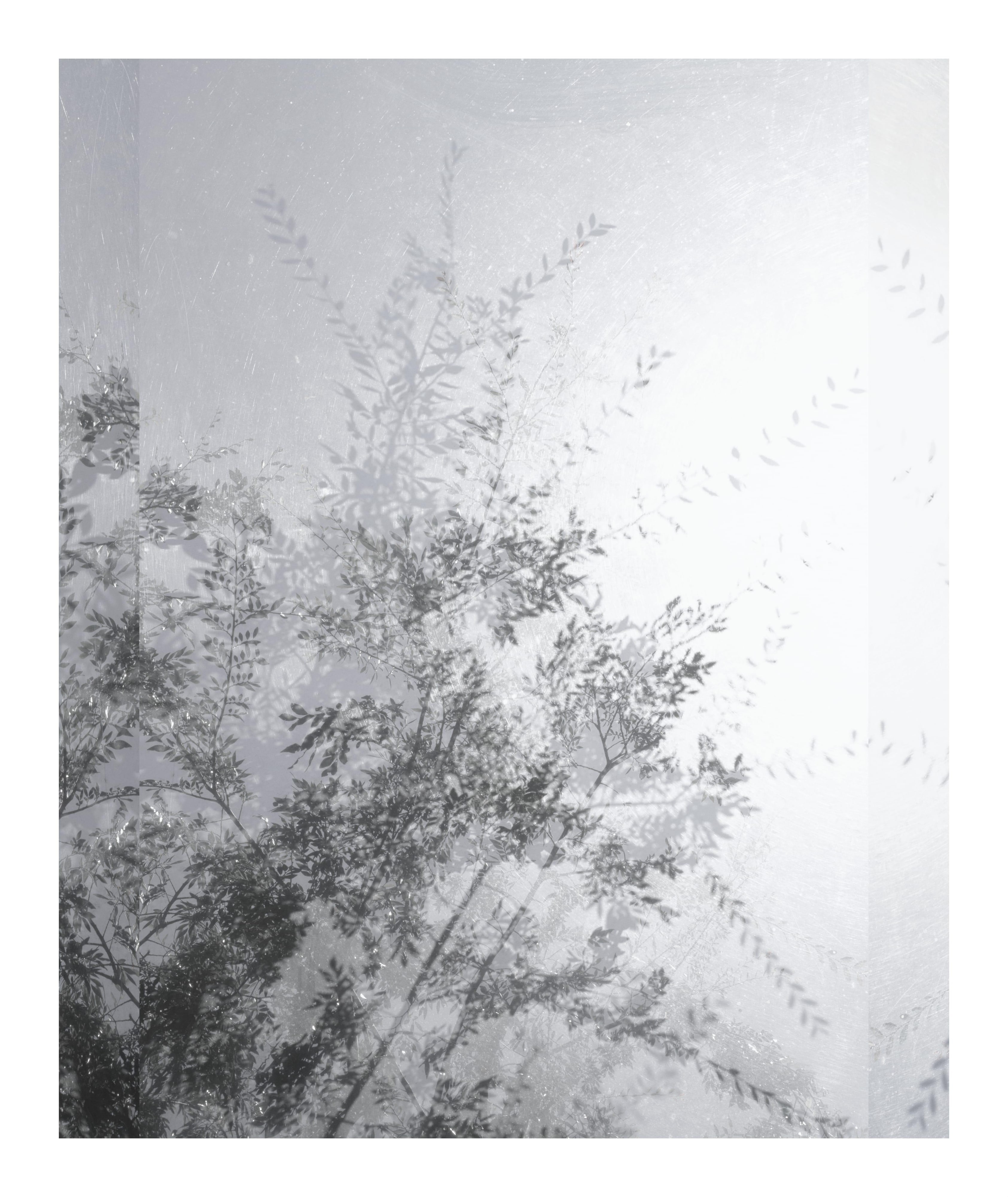 Untitled (Sheats–Goldstein House, #14)