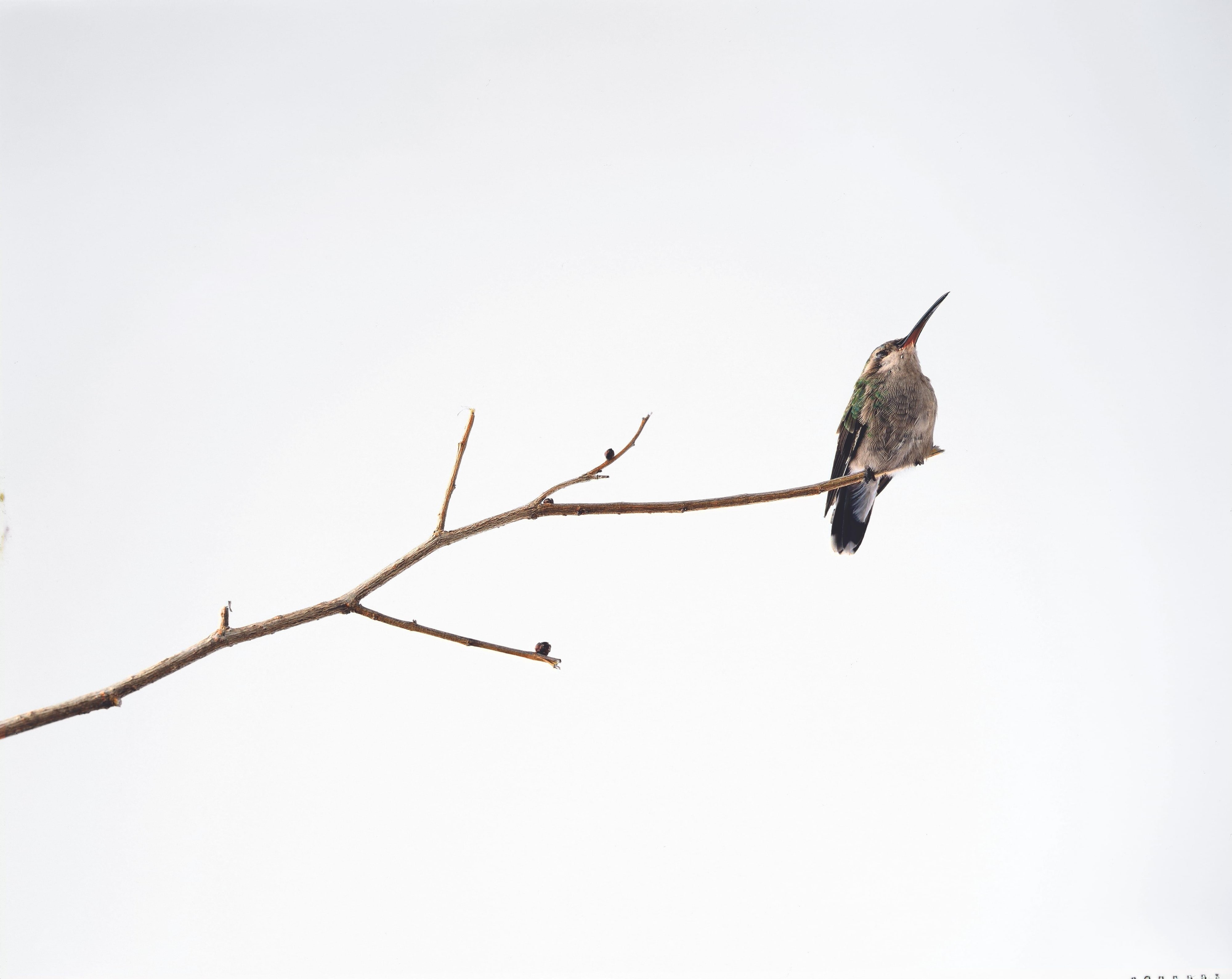 Hummingbird induced to a deep sleep