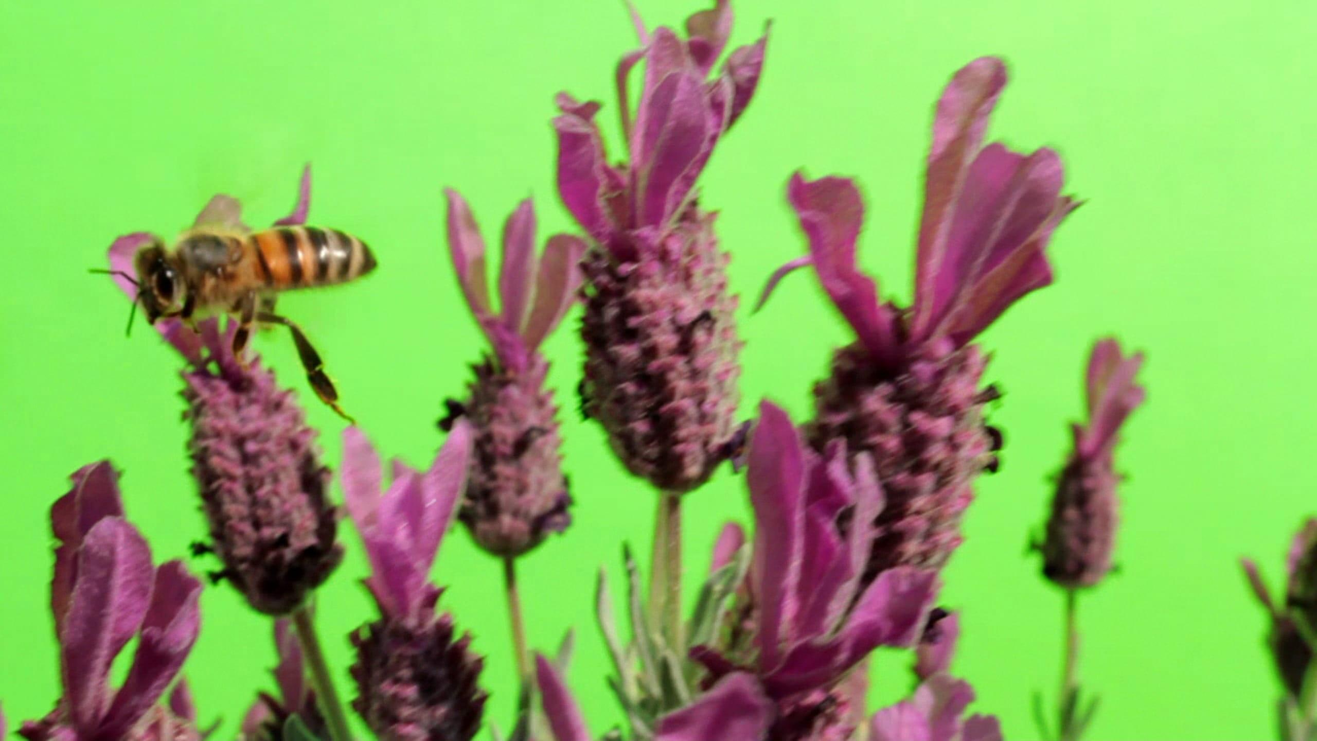 The Pollinators