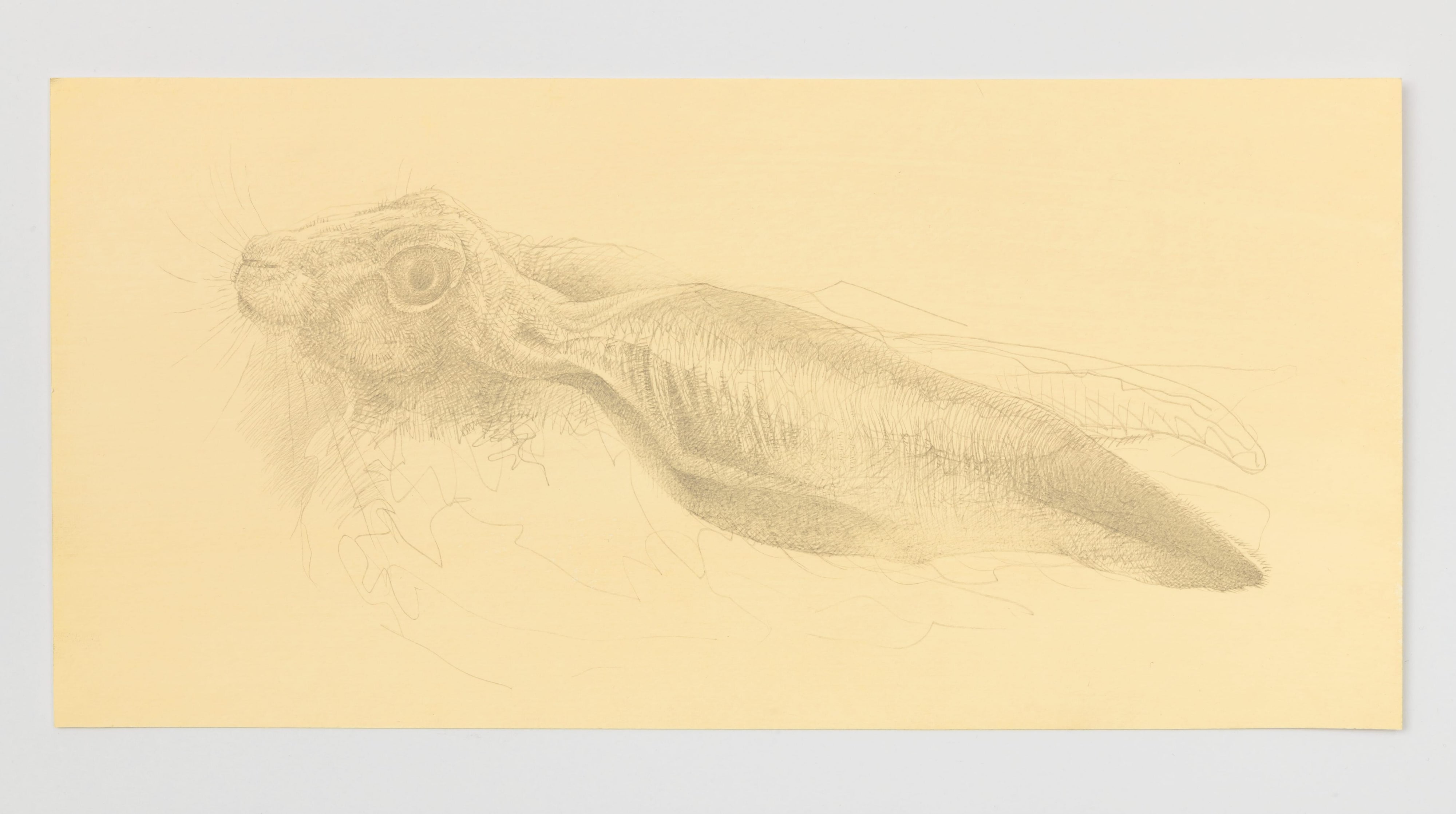 Hare 5