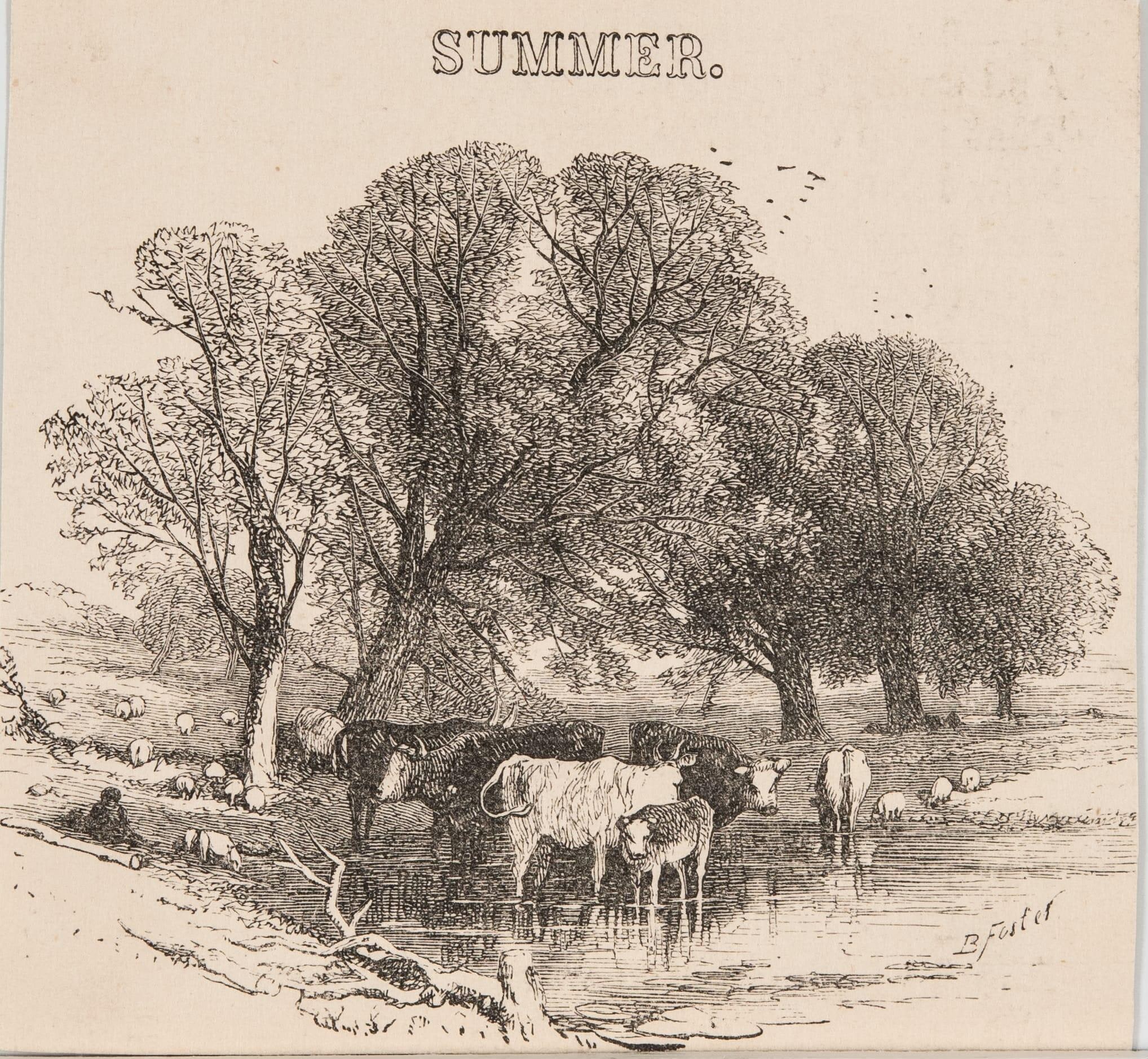 Summer (Cows in the river)
