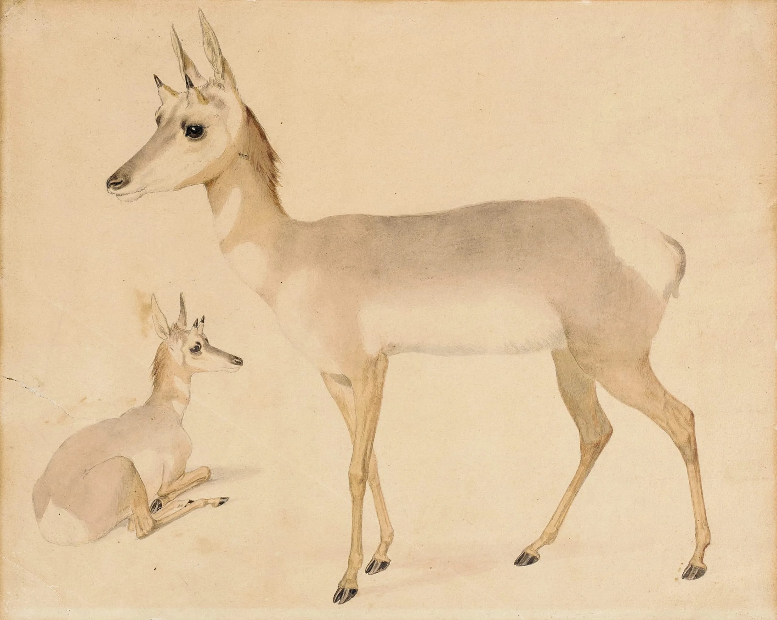 Antelope